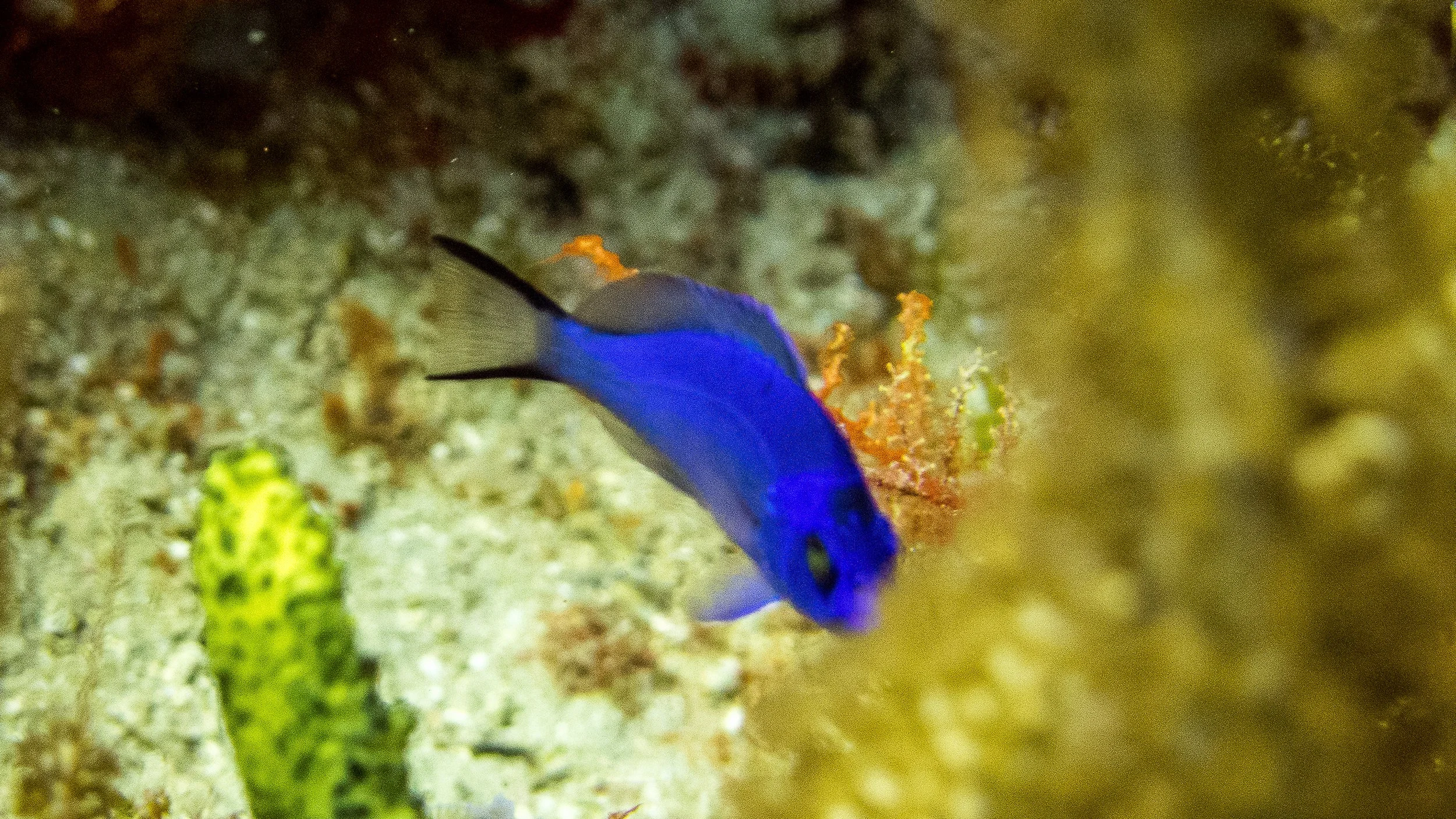 Location: Florida, Boynton Beach, Lynn's Reef