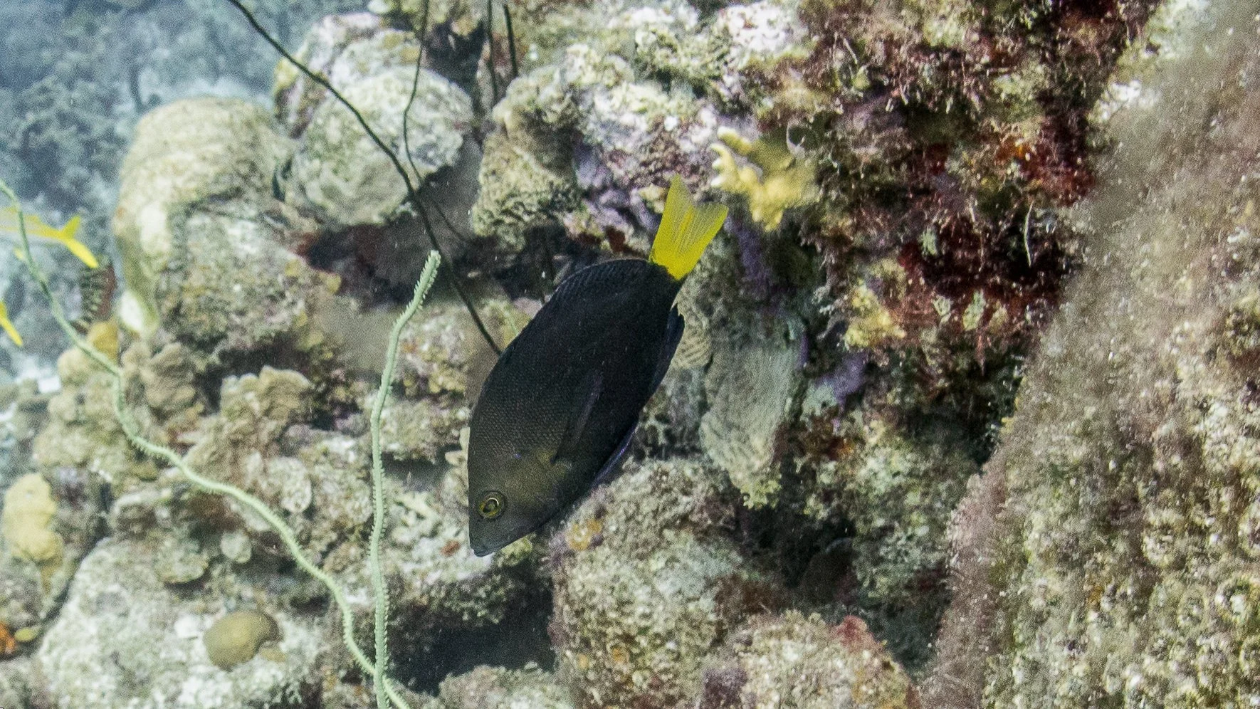 Body and fins black, yellow pectoral fins, and yellow tint at base of pectoral fins and yellow tail. Location: Bonaire, The Lake