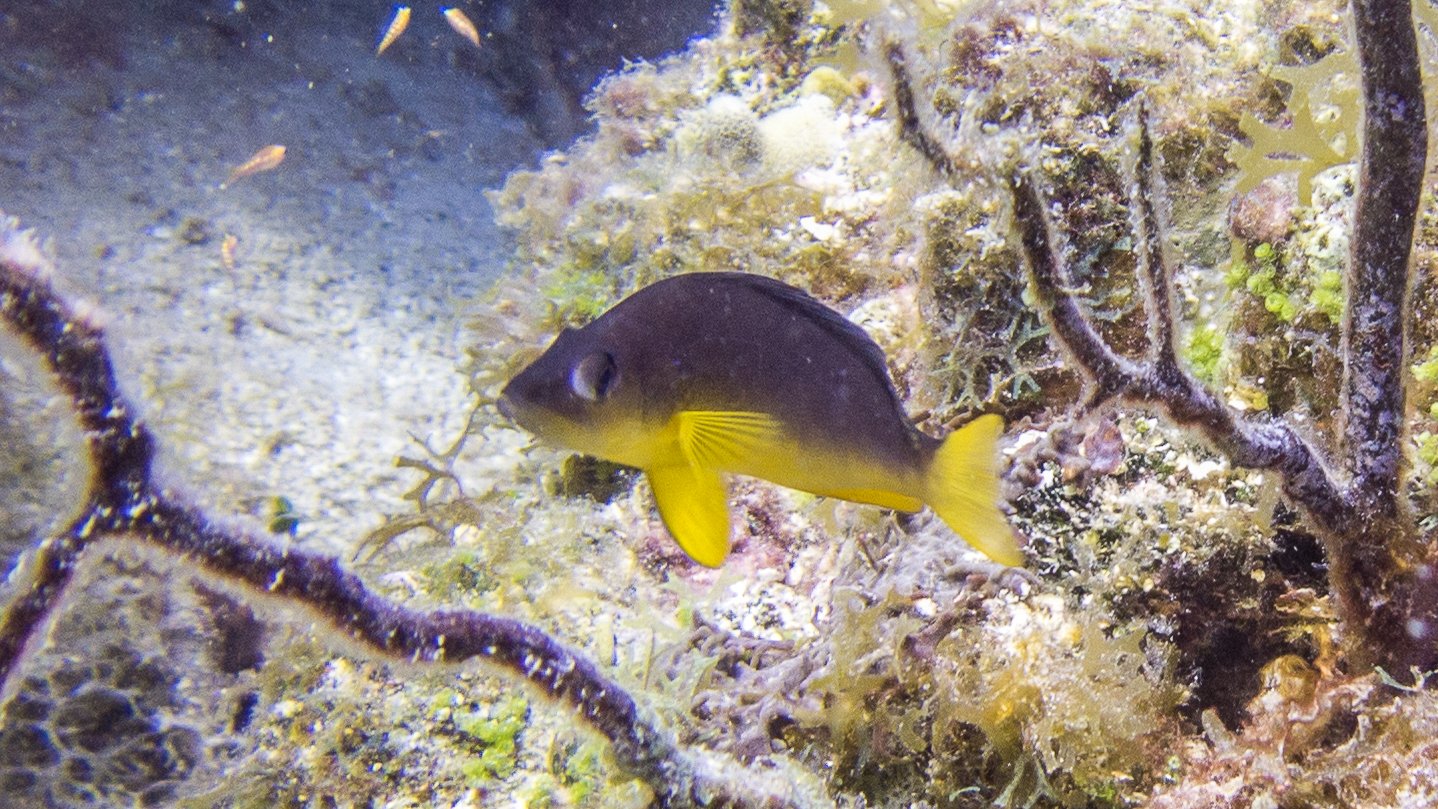 Location: BVI, Randy's Reef