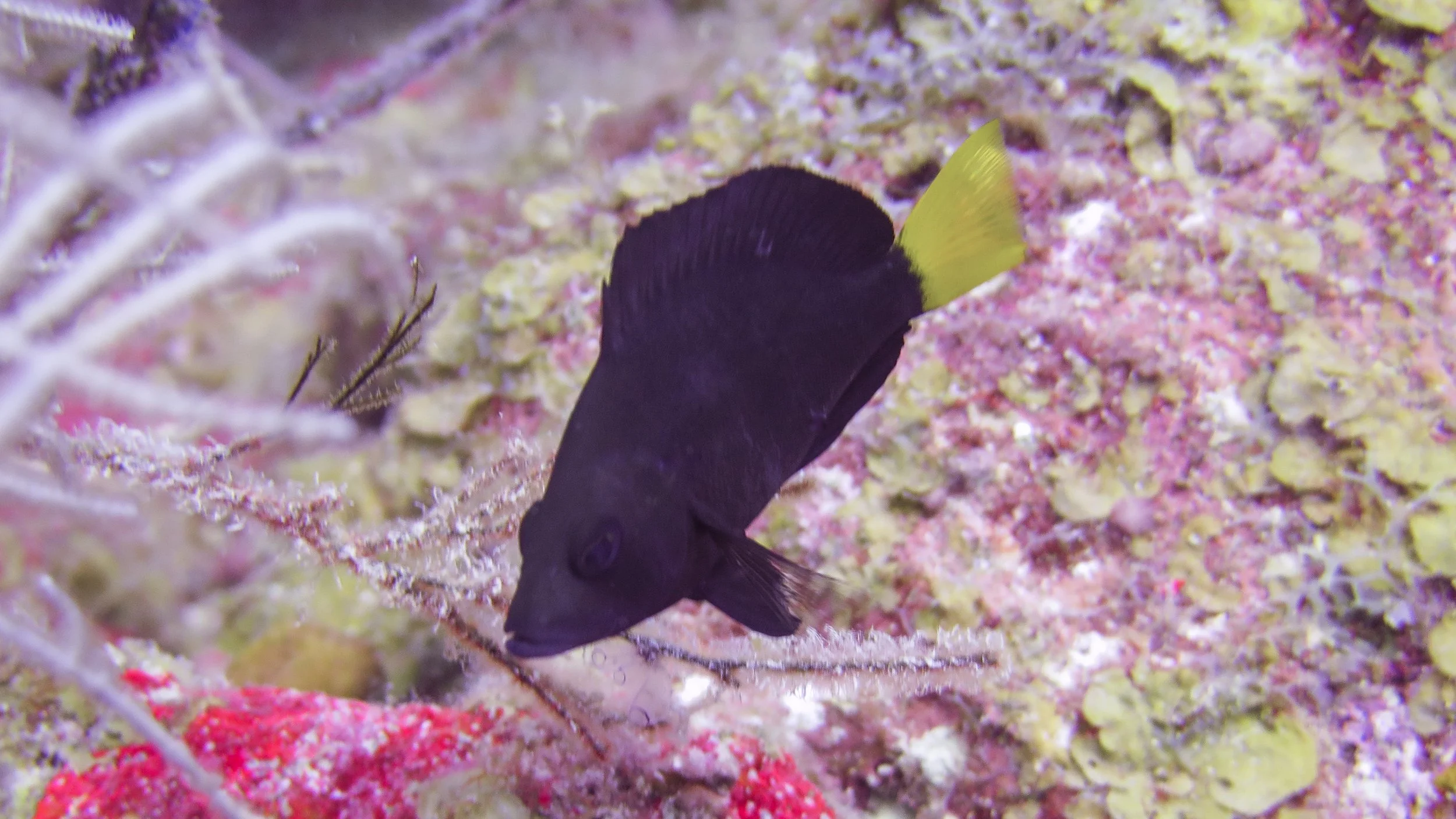 Body and fins black, pectoral fins back and clear and yellow tail. Location: BVI, Indians Deep