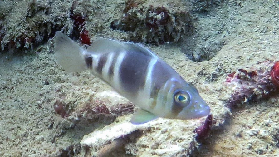 Brown head and vertical bars, pelvic fins yellow tint with blue margins, clear tail, clear dorsal fin with brown frontal tint, iridescent blue lines on head. Location: Panama, Bocas del Toro, Hospital Point