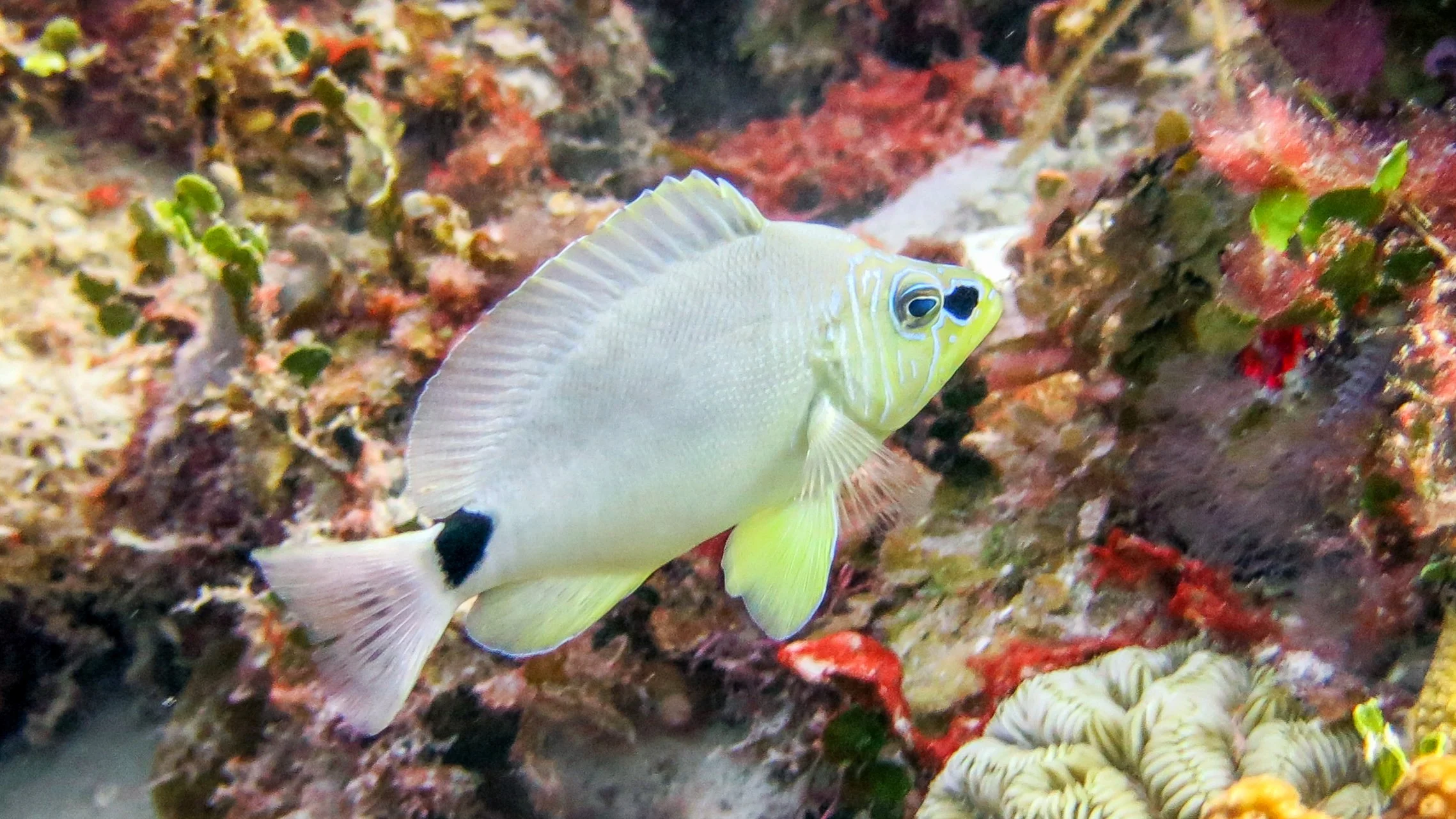 Location: BVI, Spyglass Wall