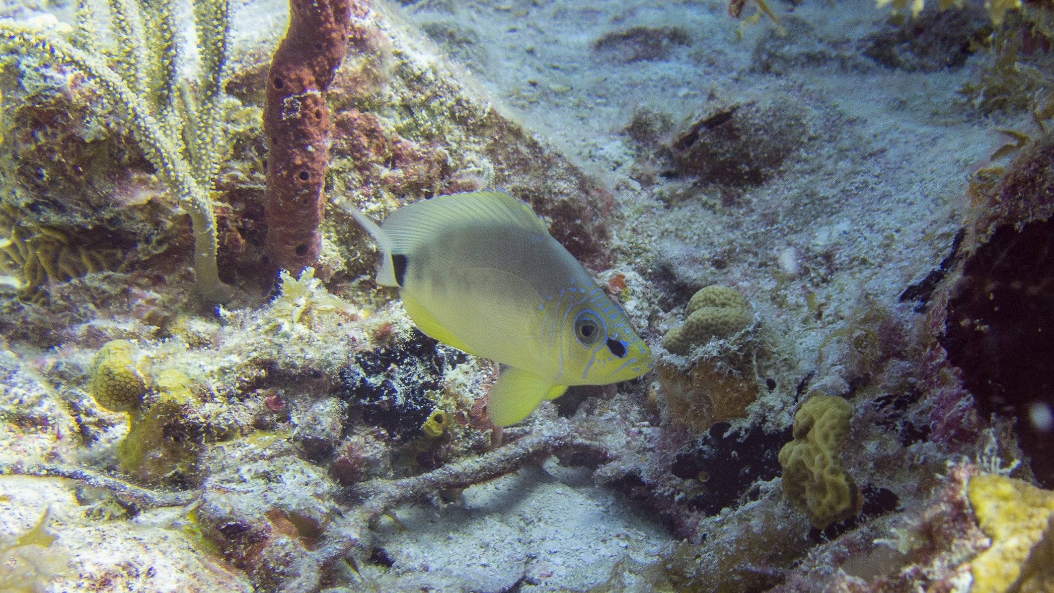 Location: BVI, Ring Dove Rock
