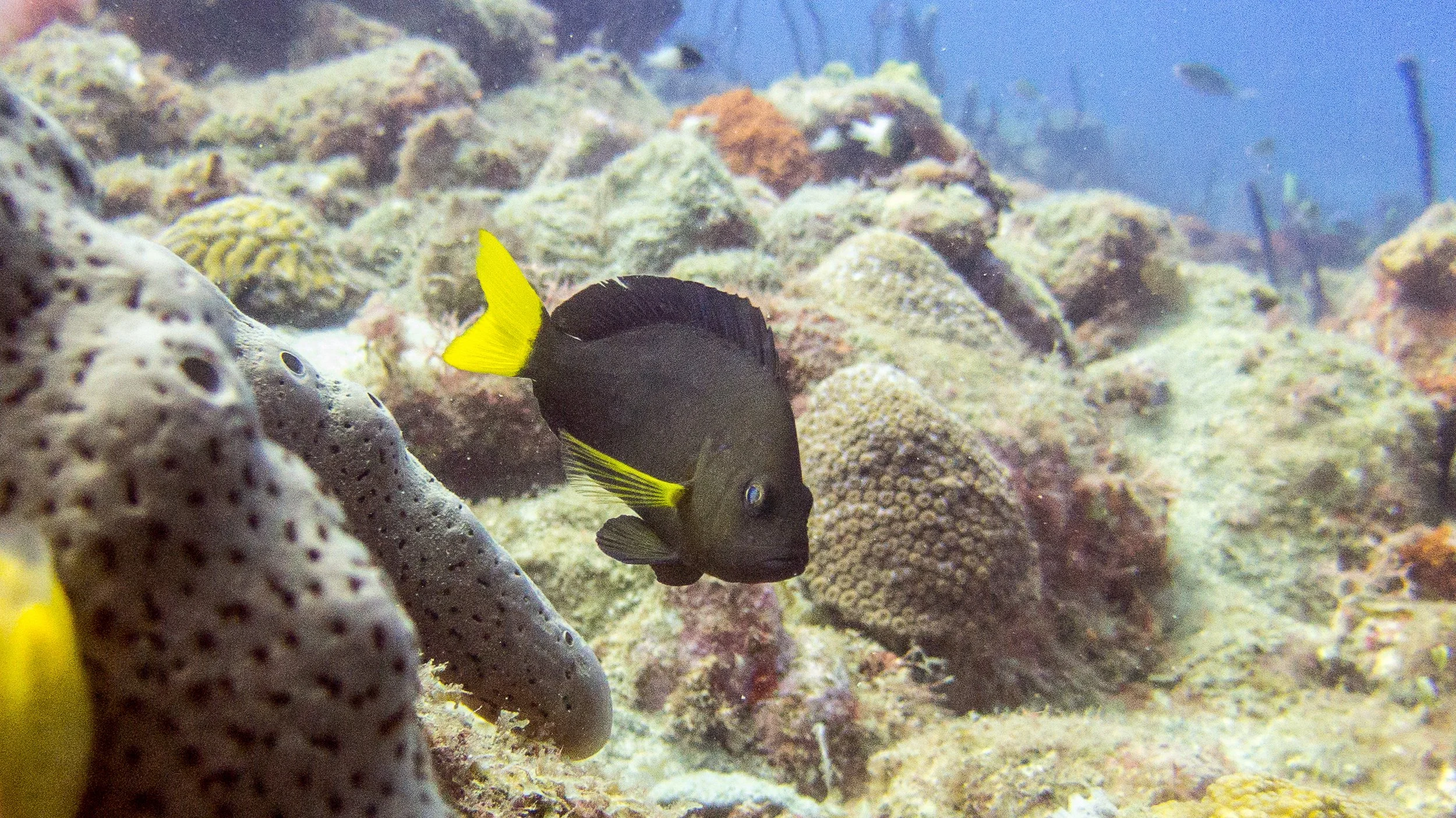 Body and fins black, but yellow pectoral fins and yellow tint on body at base of pectoral fins, yellow tail. Location: Dominica, Douglas Bay to Toucari Bay