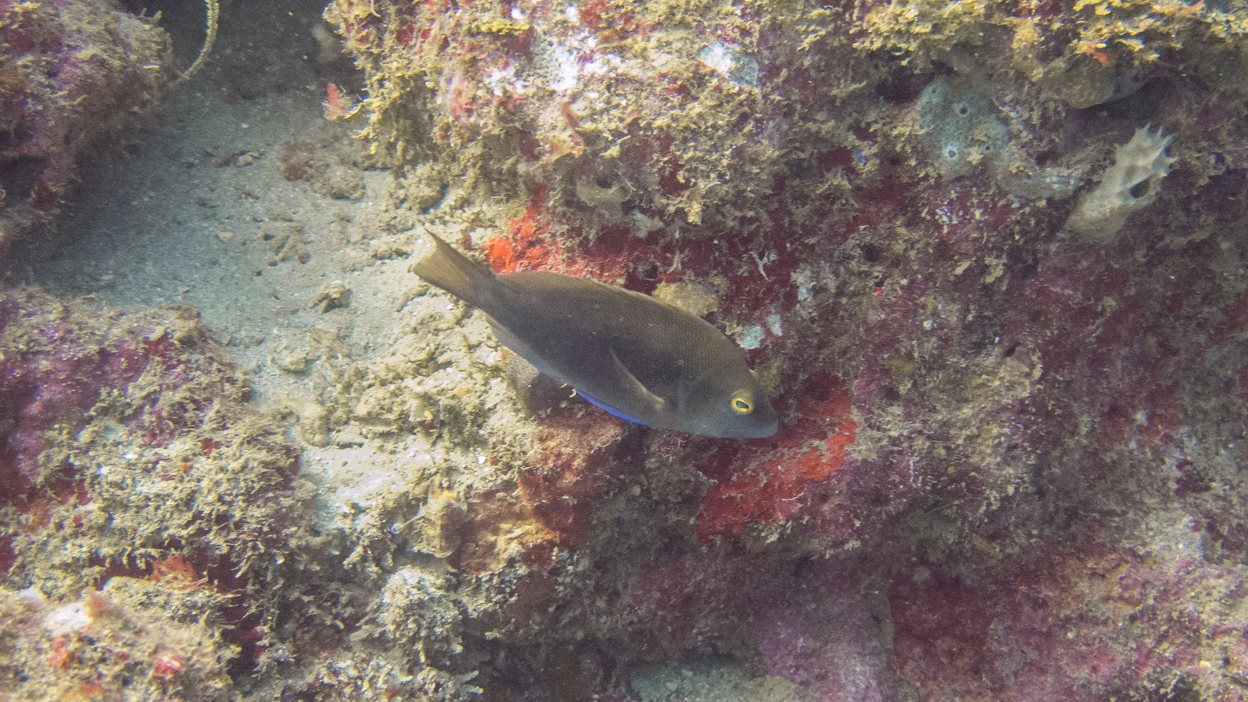 Location: Grenada, Flamingo Bay