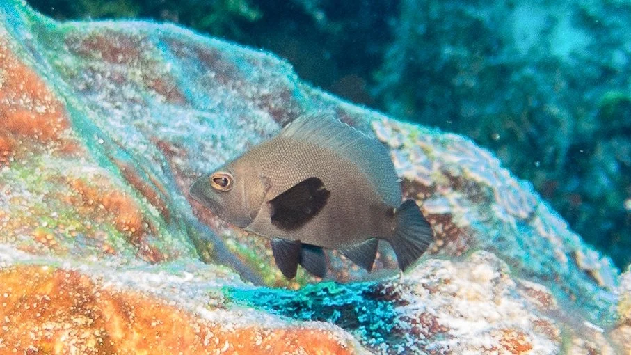 Location: Mexico, Cozumel, Santa Rosa Wall