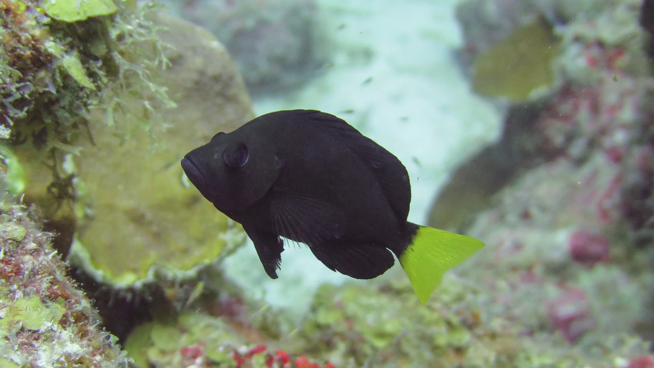 Body and fins black yellow tail. Location: BVI, Indians Deep
