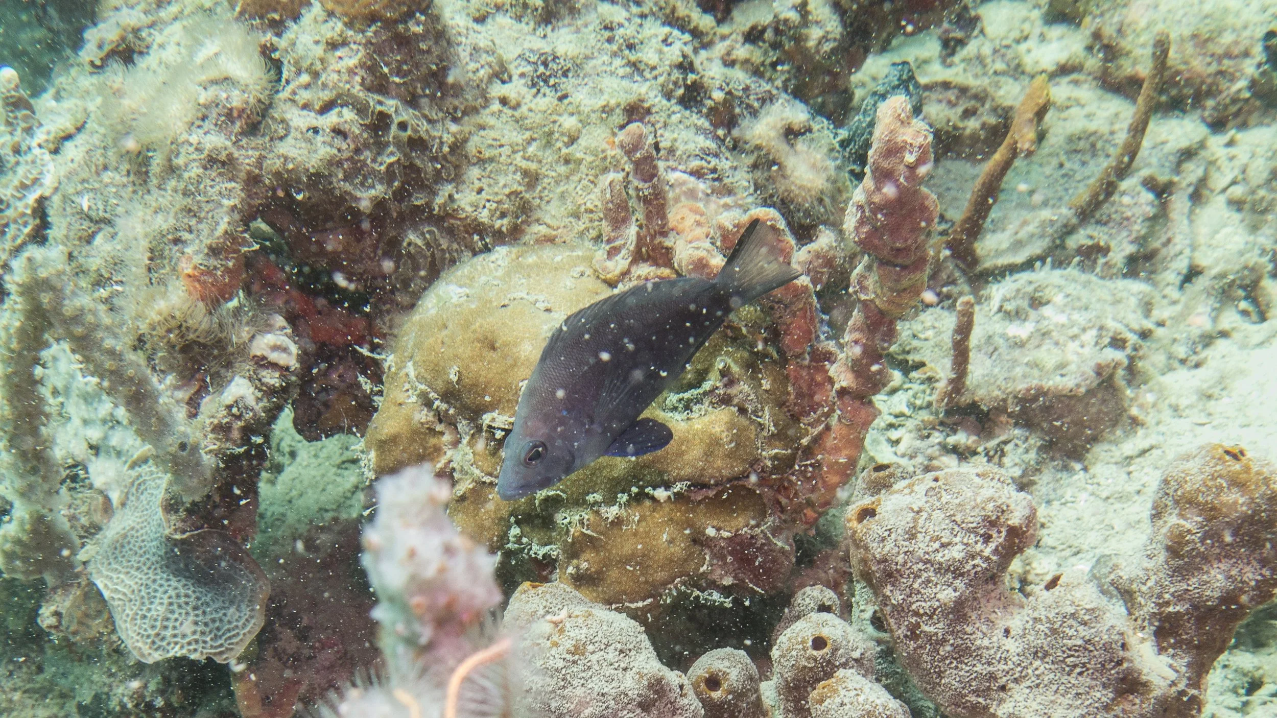 Location: Panama, Bocas del Toro, The Wreck