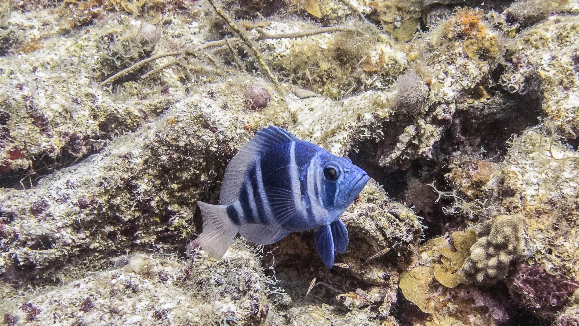 Location: BVI, Spyglass Wall