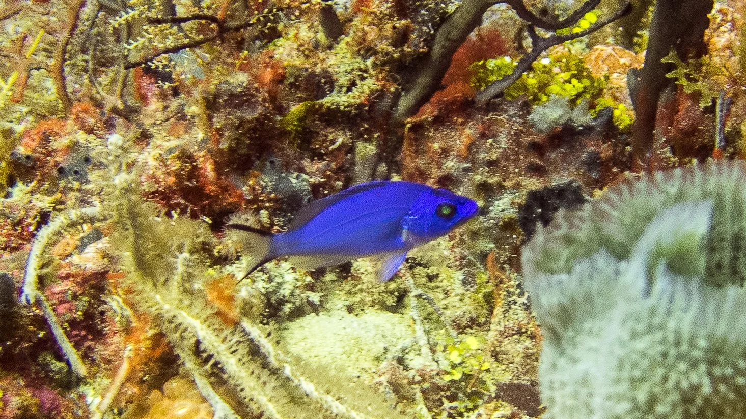 Location: Florida, Boynton Beach, Lynn's Reef