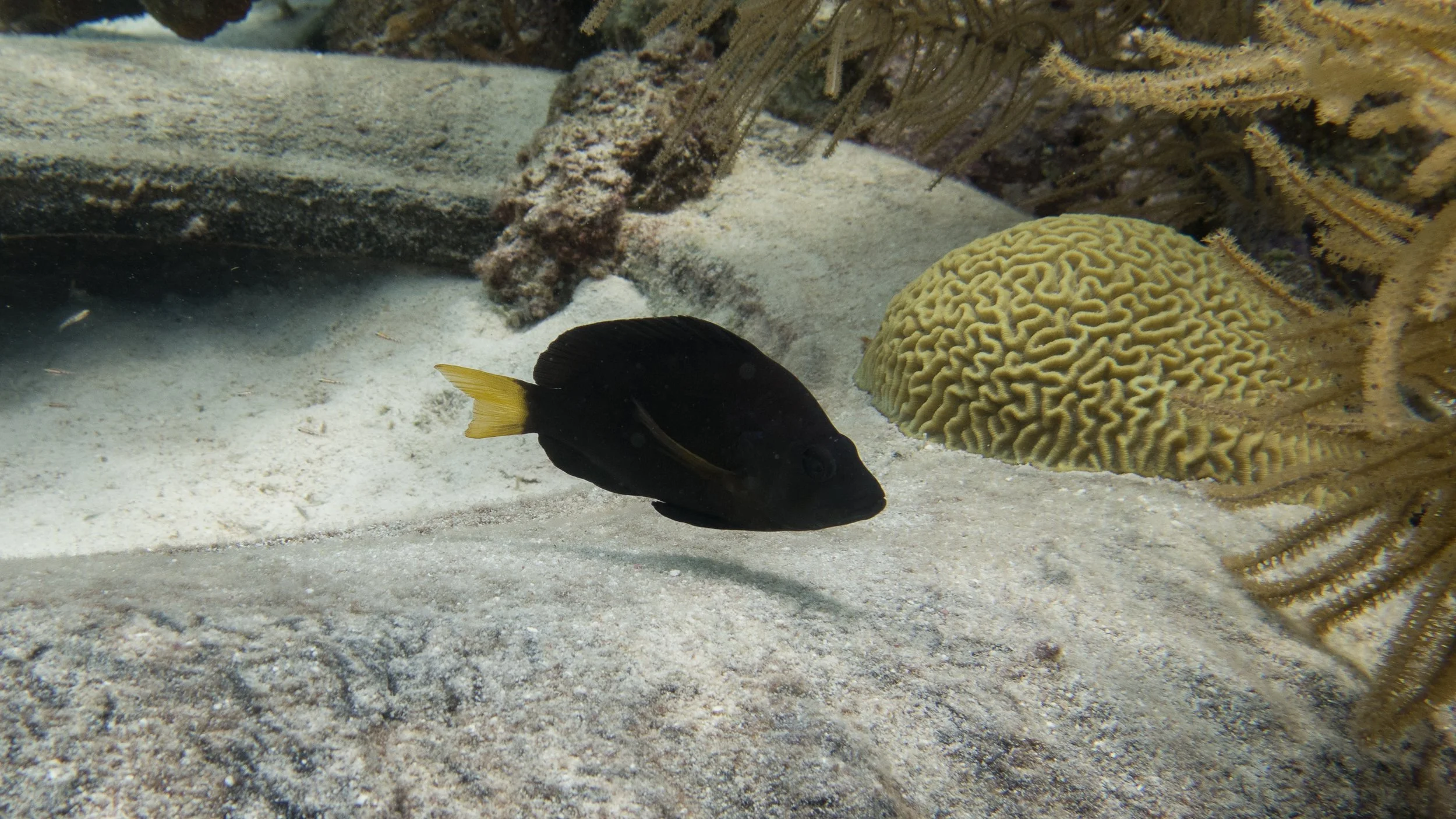 Body and fins black, but yellow pectoral fins and yellow tail. Location: Bonaire, Mi Suchi