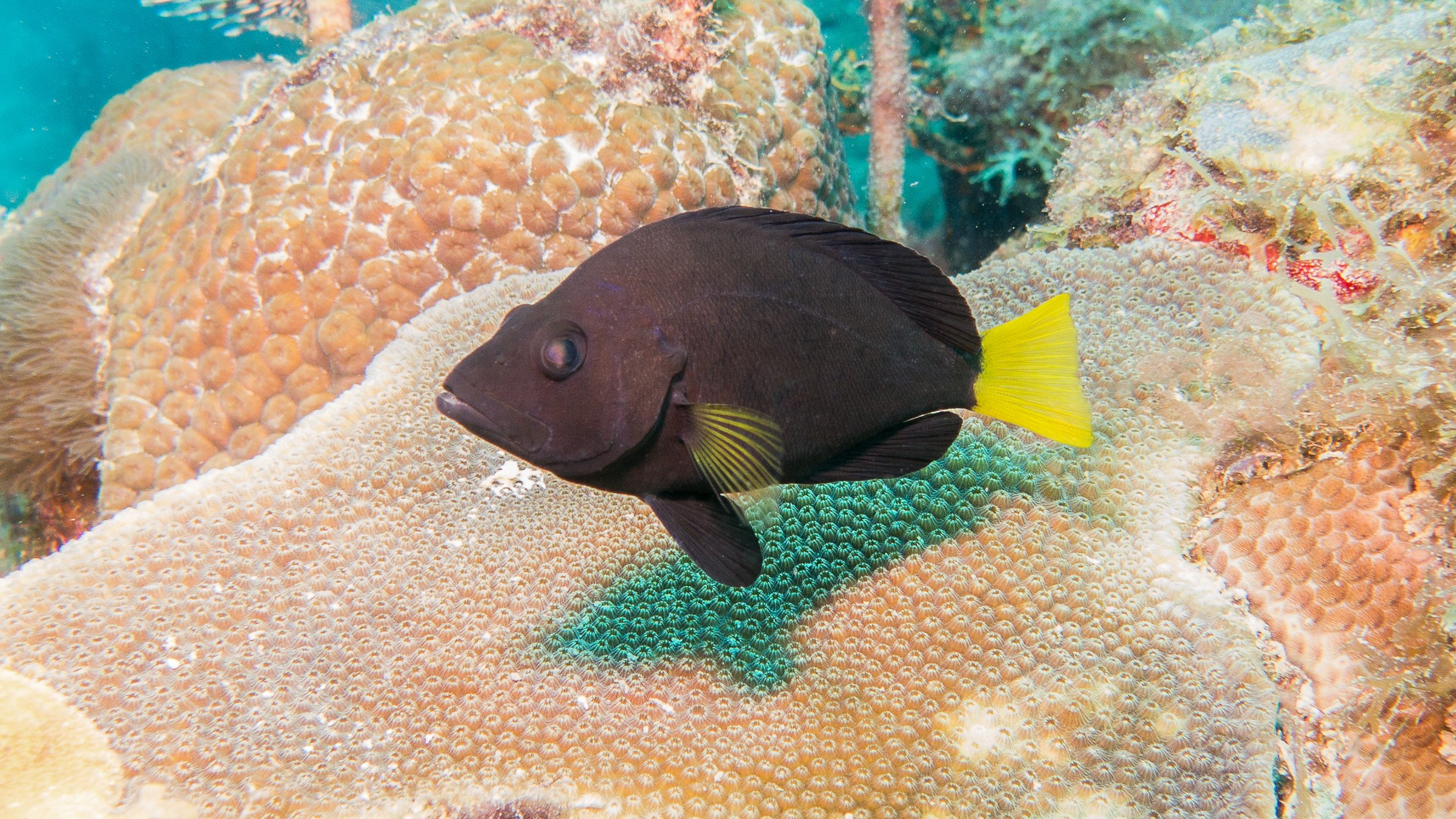 Body and fins black, but yellow pectoral fins and yellow tail. Location: Grenada, Carriacou Island, Sandy Island