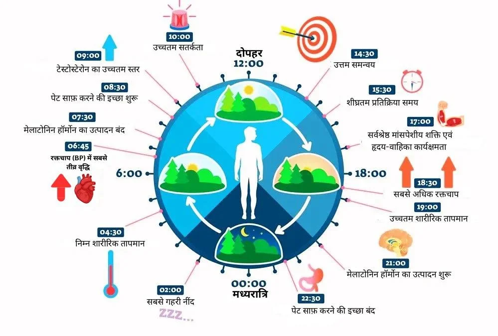 A diagram of a human body's circadian rhythm showing different activities and body temperature variations throughout the day and night, with specific times marked for waking, working, eating, sleeping, and other bodily functions.