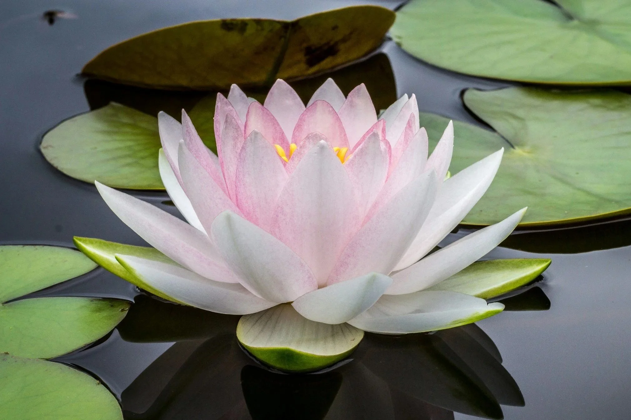 A pink water lily with white edges floating on dark water among green lily pads.
