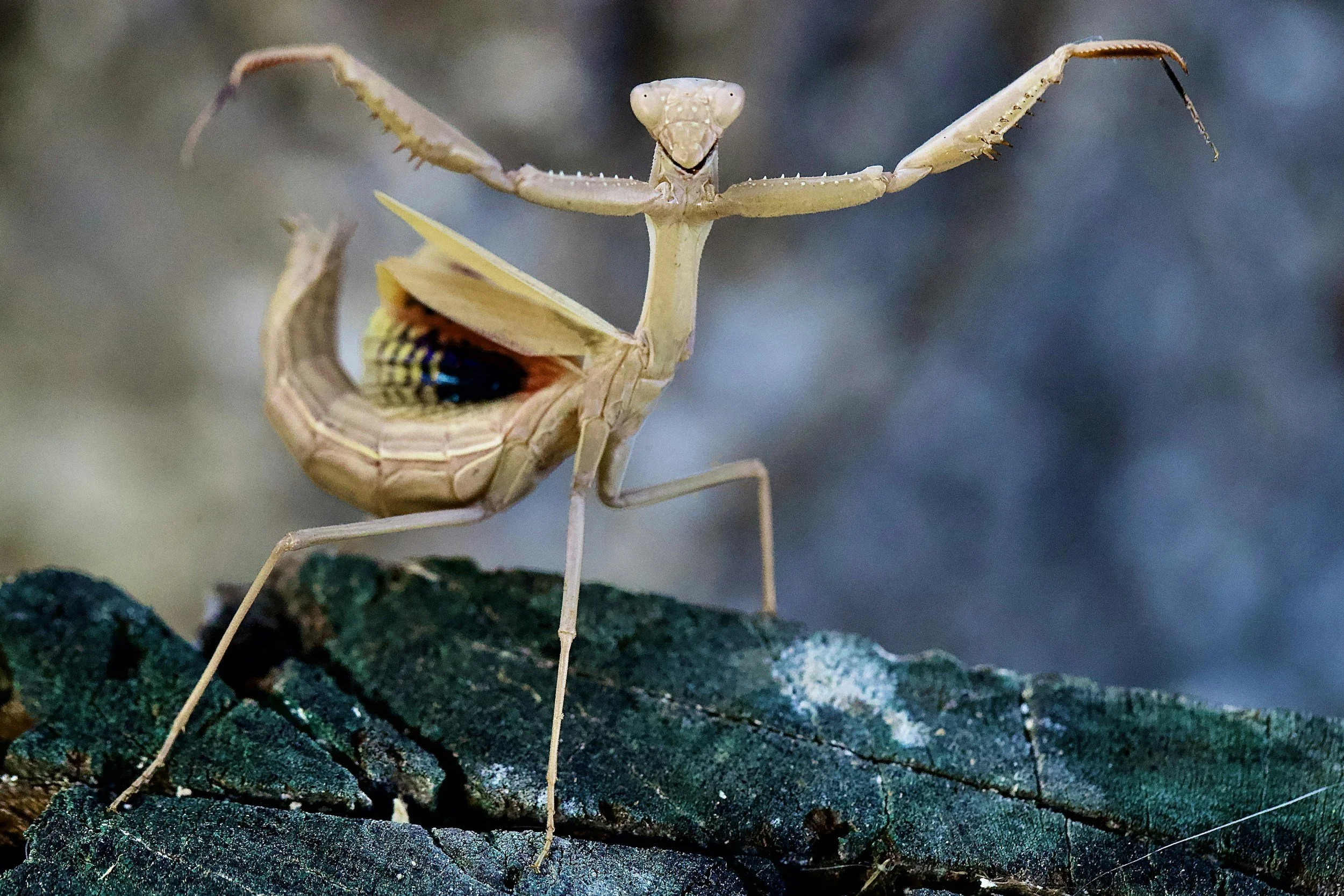 A close-up of a praying mantis holding a butterfly in its front legs, on a dark textured surface.