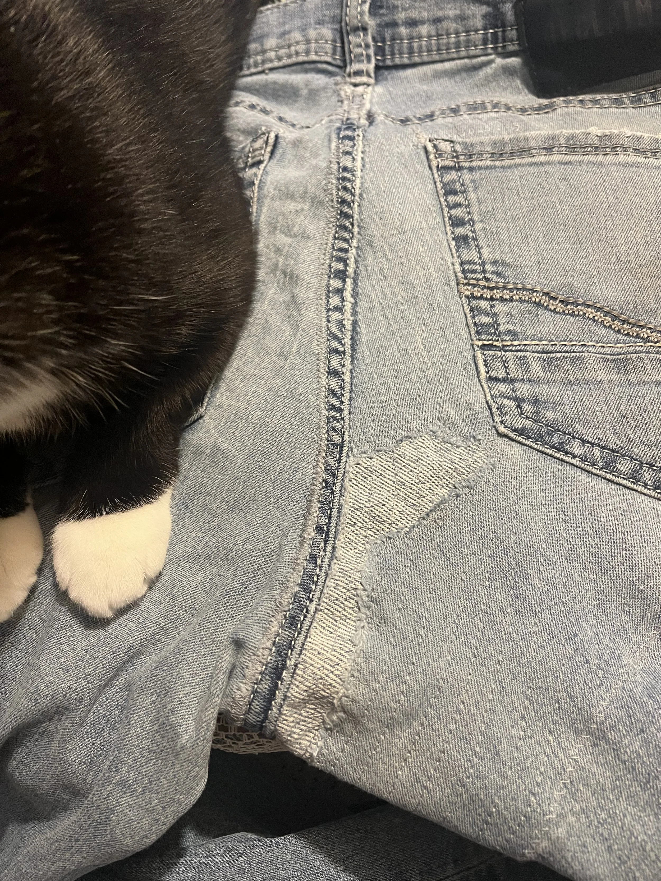 A close-up of a person wearing light blue denim jeans with a visible zipper and pockets, and a black and white cat's paw resting on the person's leg.