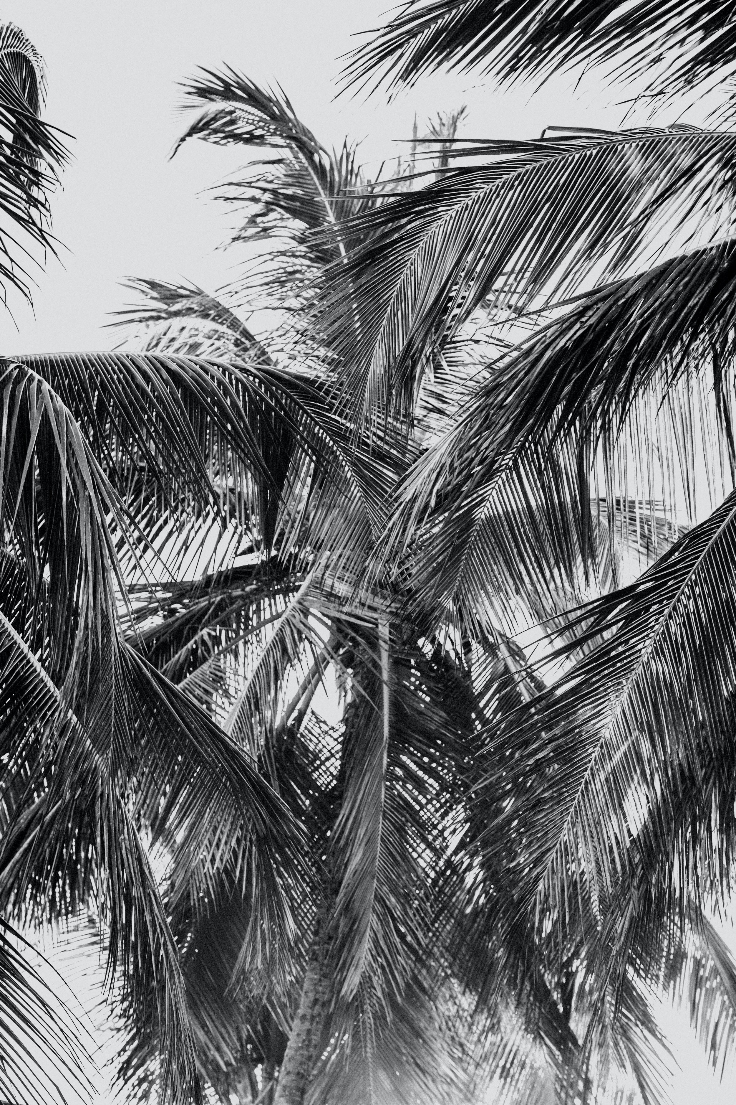Black and white photo of palm trees viewed from below, showing their fronds against the sky.