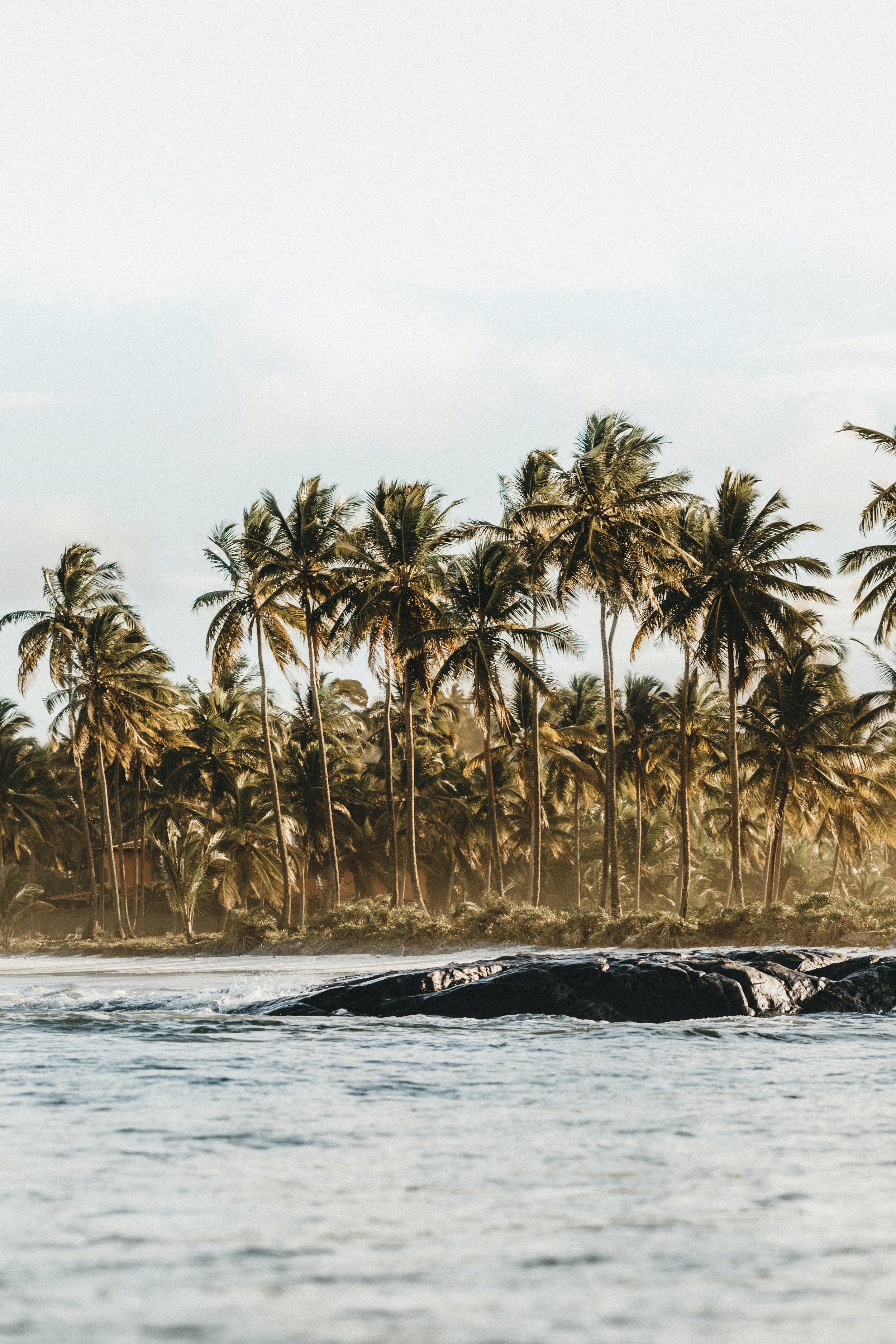 A tropical beach scene with palm trees along the shoreline and ocean waves in the foreground.