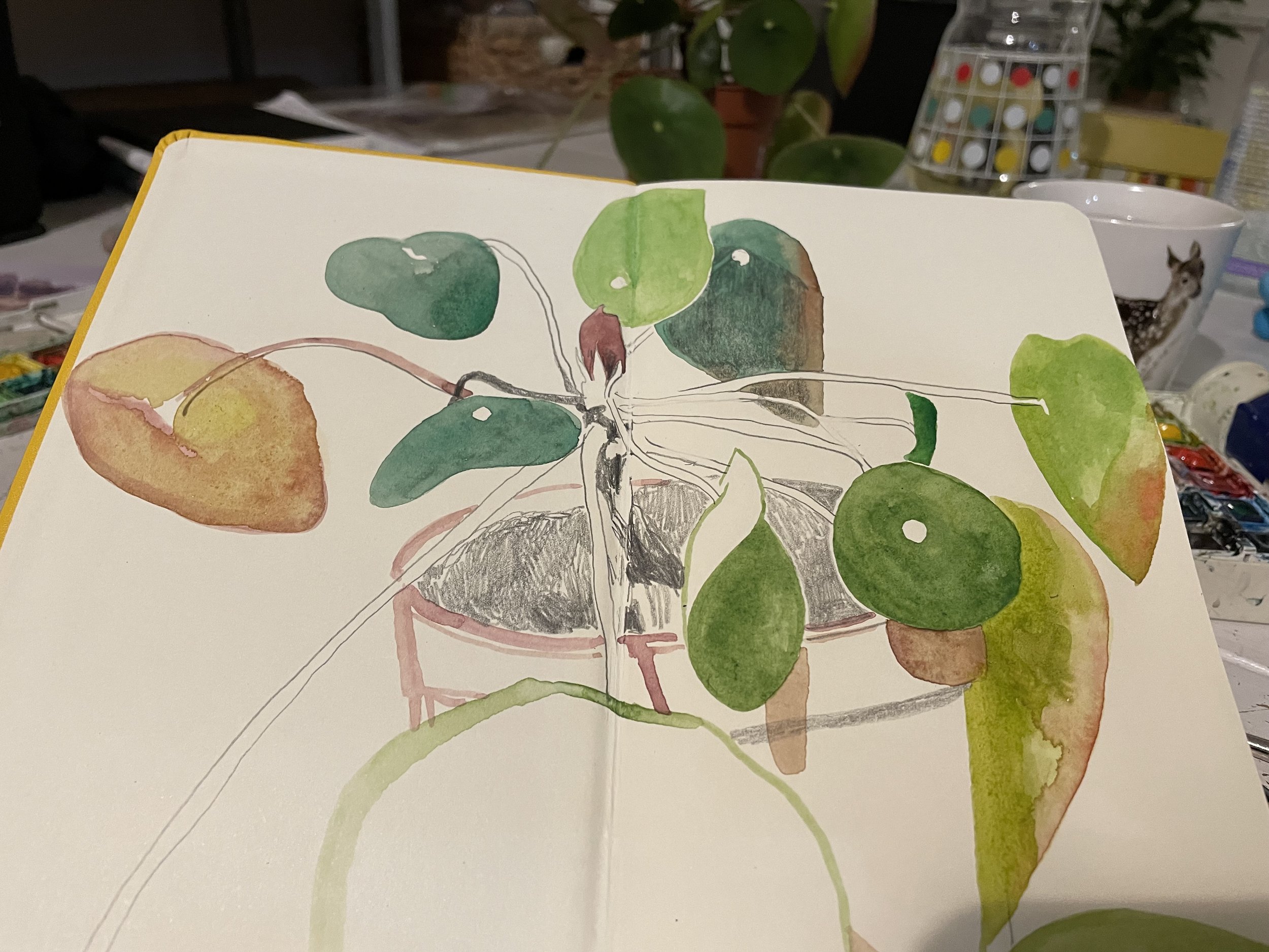 Chinese Money Plant