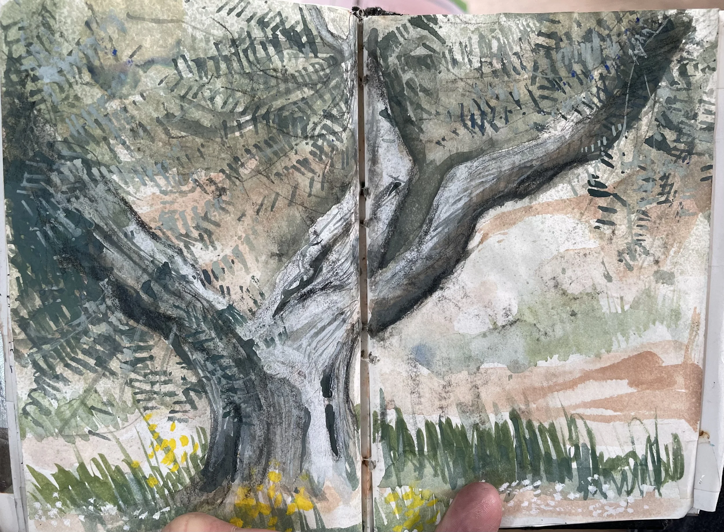Olive Tree in Tuscany - 1990
