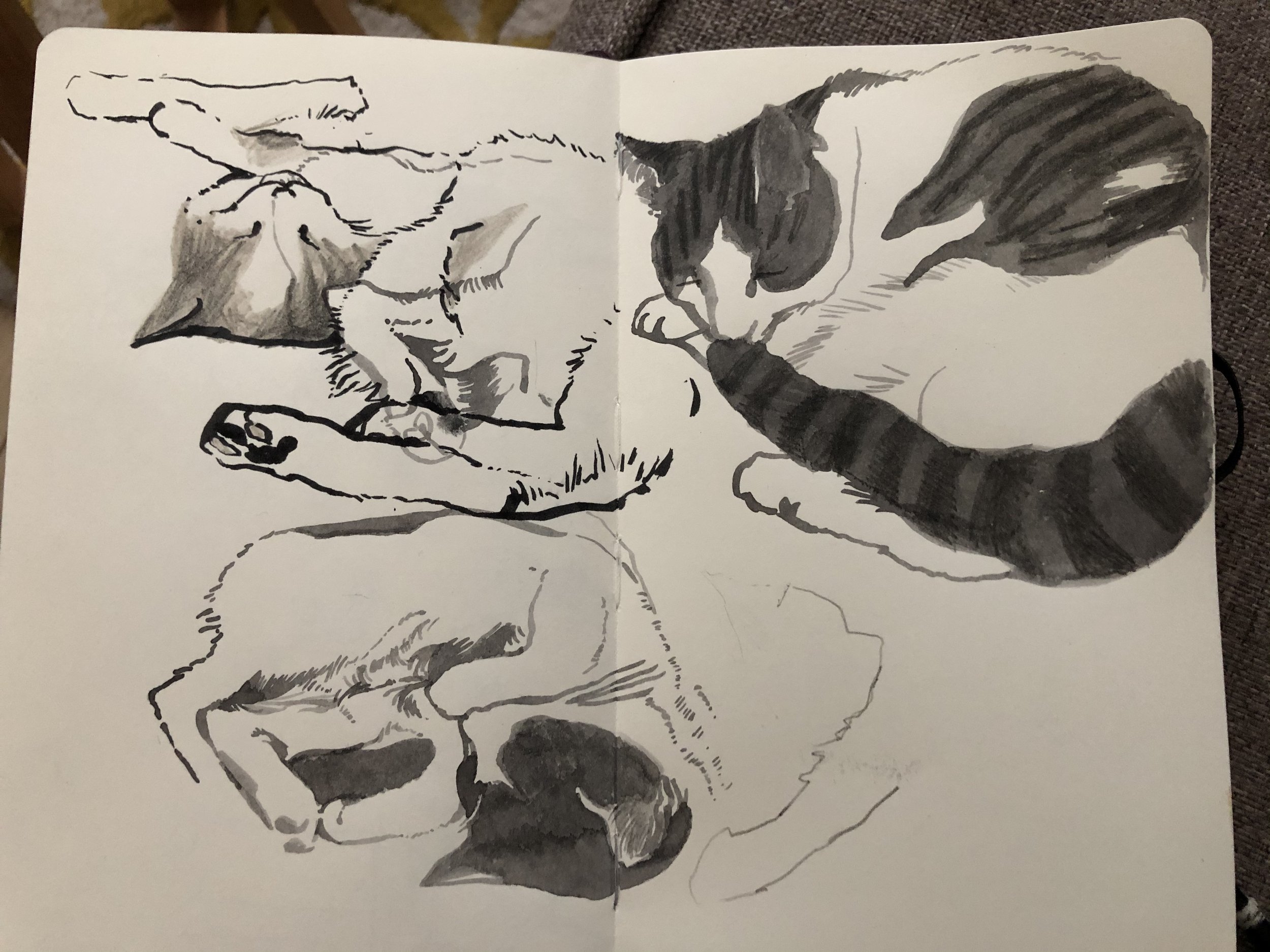 Aubrey the Cat on the Sofa - 2020