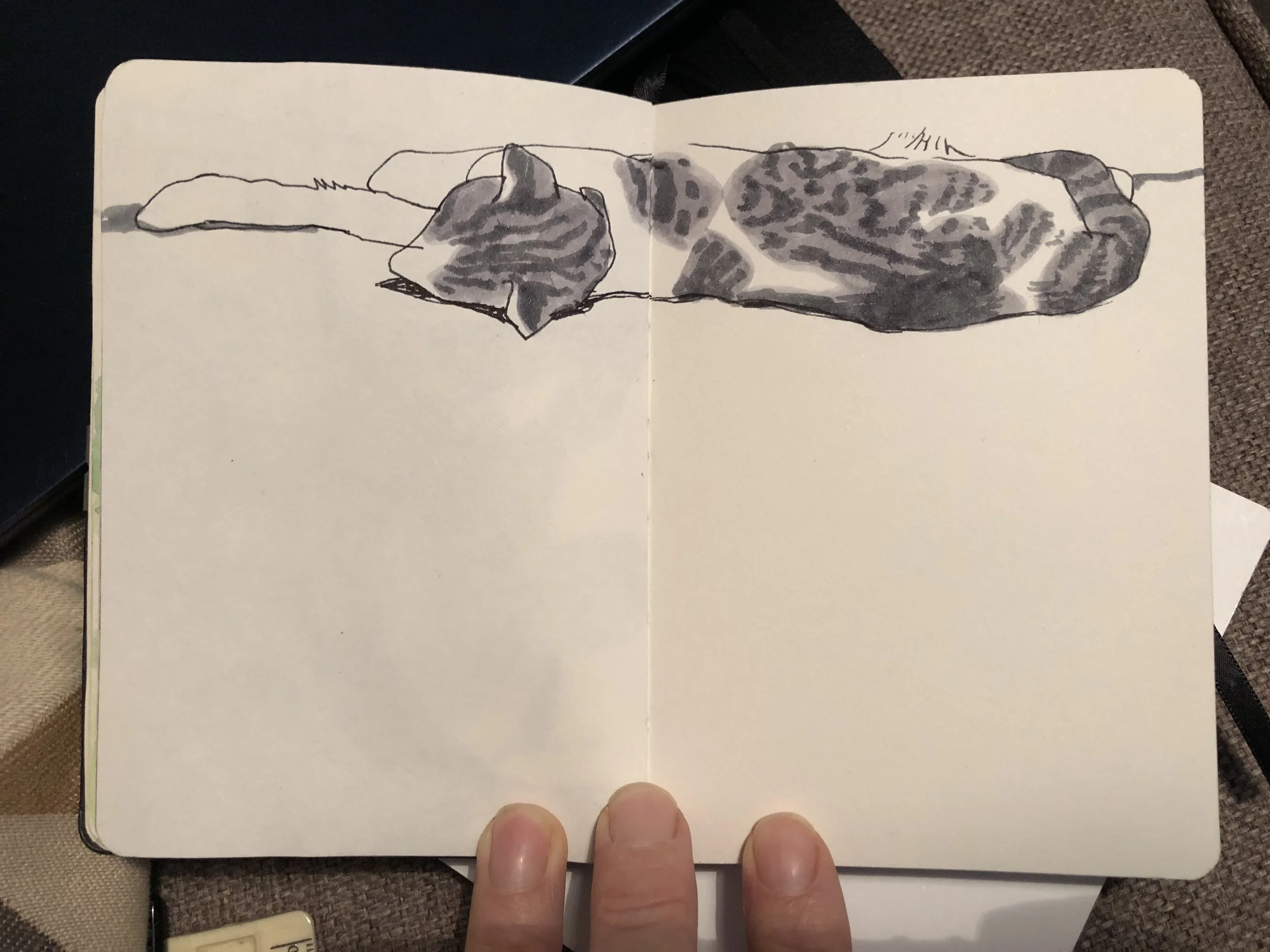 Aubrey the Cat on the Sofa - 2020