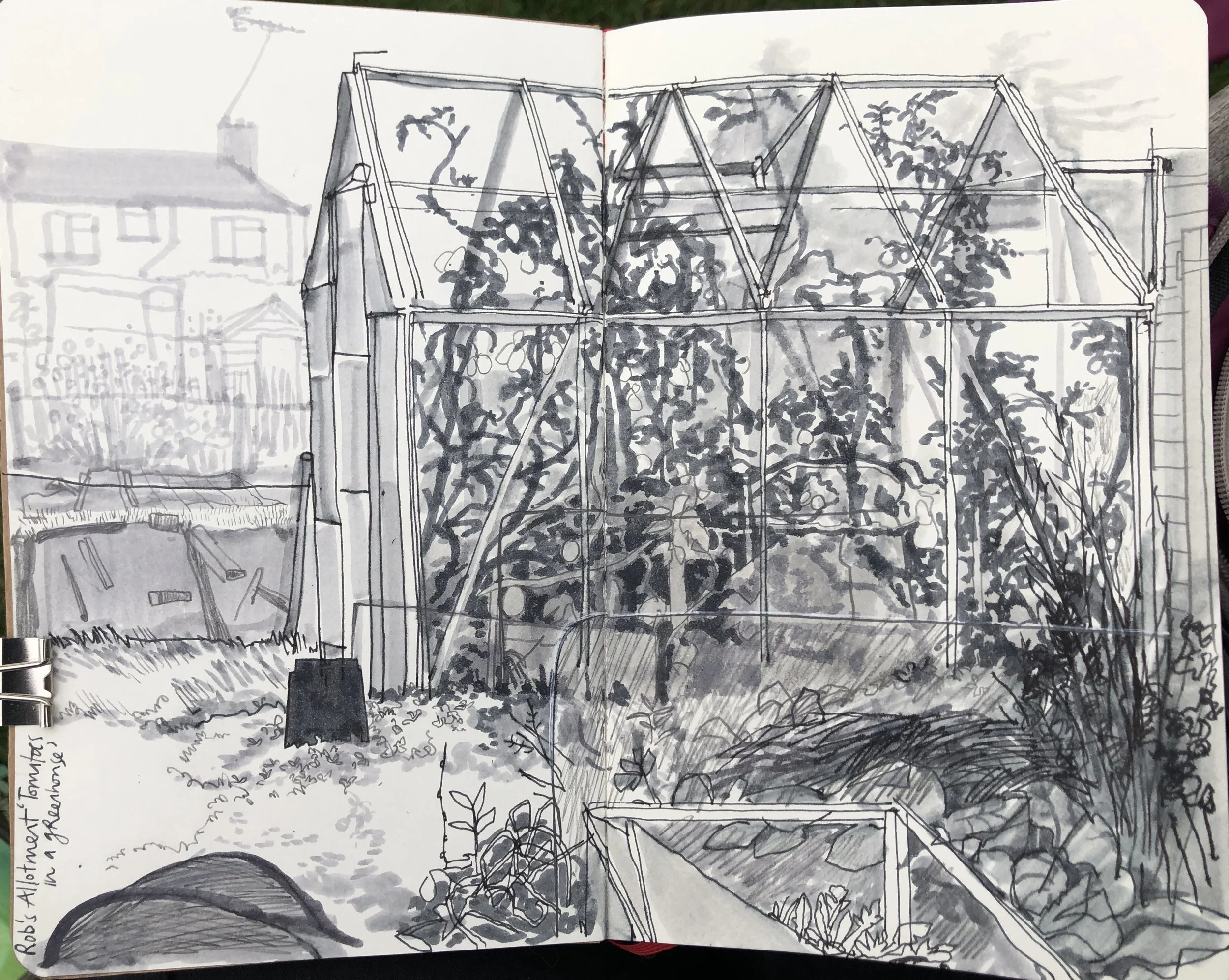 Tomatoes in a greenhouse at the allotment