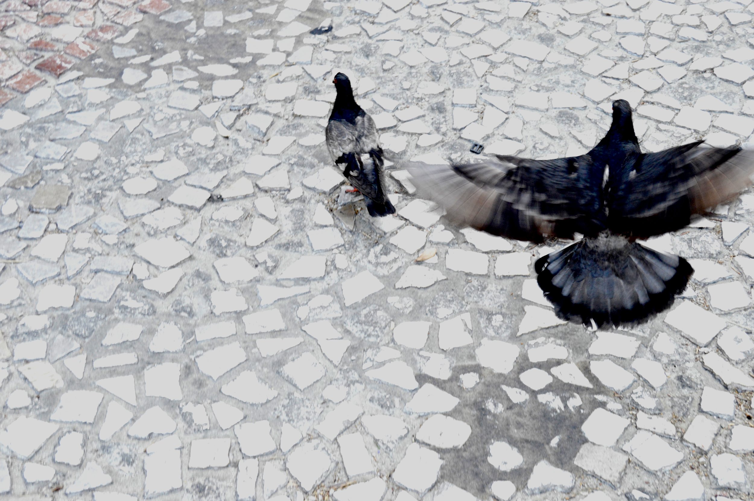 DSC_0221.jpeg