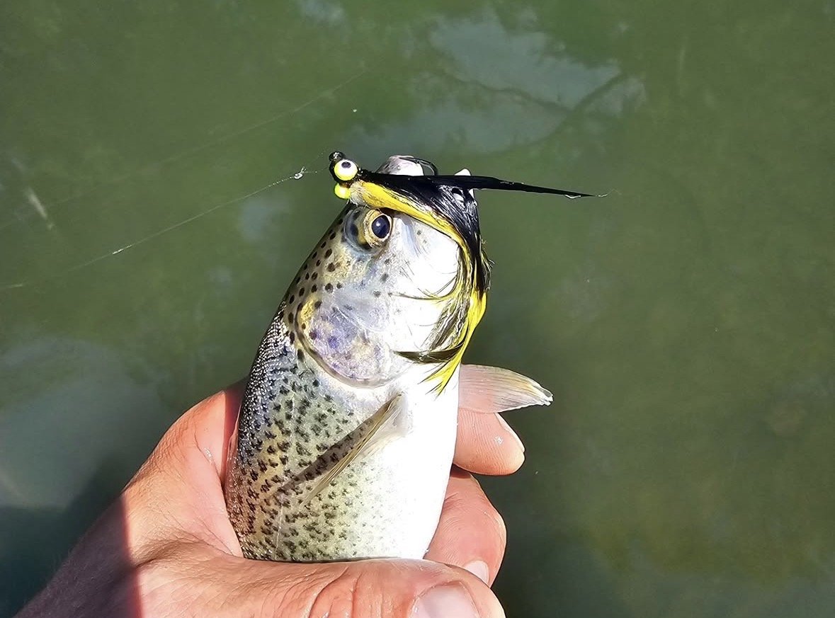 Hand holding a fish with a lure in its mouth over a greenish water background.