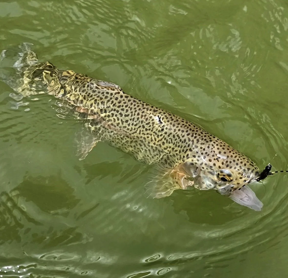A fish with a speckled pattern of black spots on its body holding a lure in its mouth in greenish water.