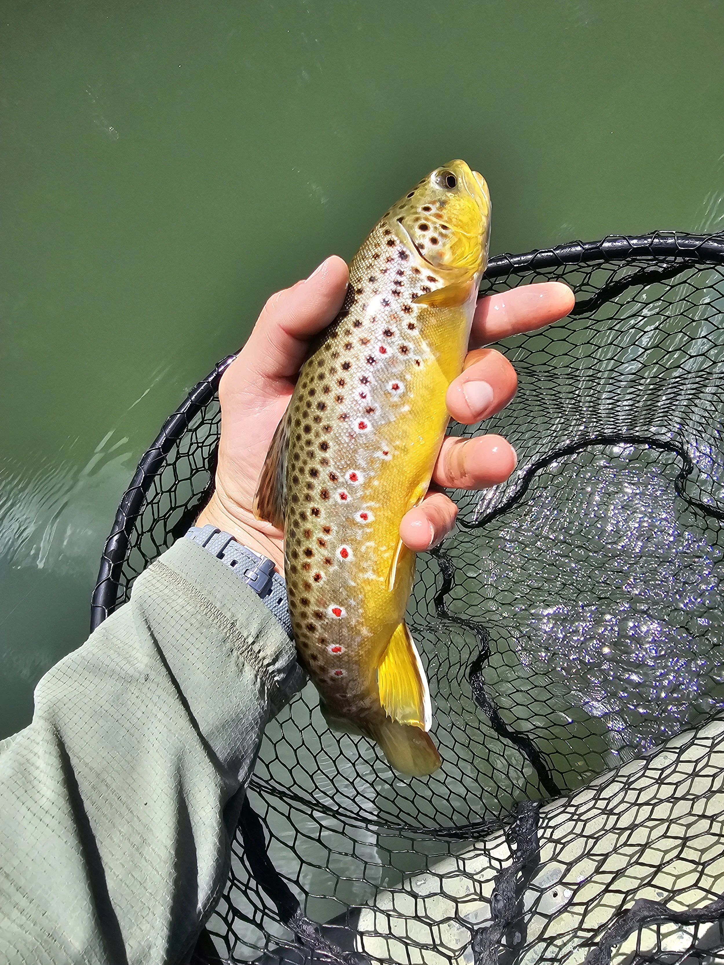 Hand holding a yellow and brown spotted fish over water, with a black fishing net in the background.