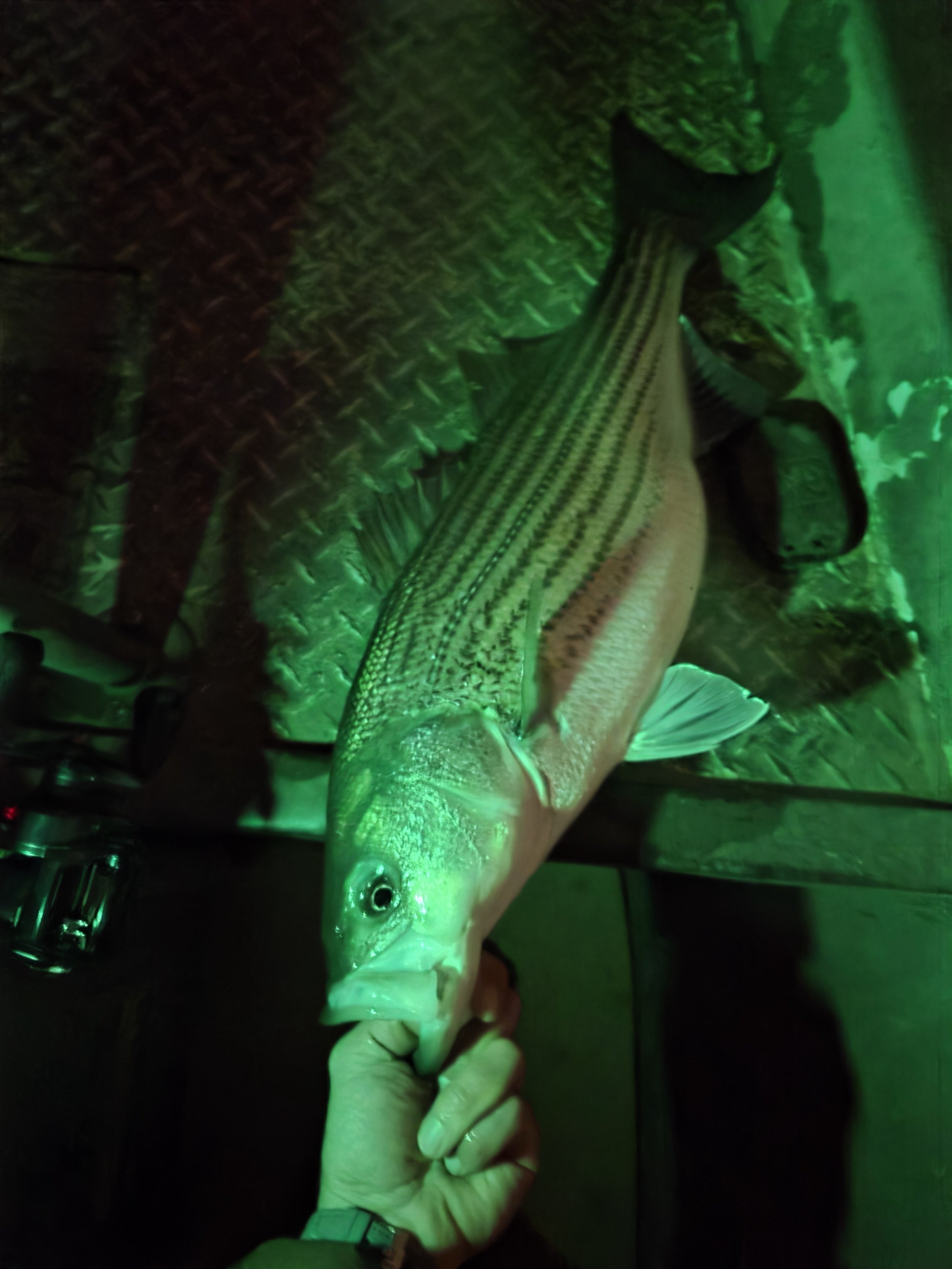 A person holding a fish with a green light illuminating the scene. The fish is large and striped, and the background includes a textured metal surface.