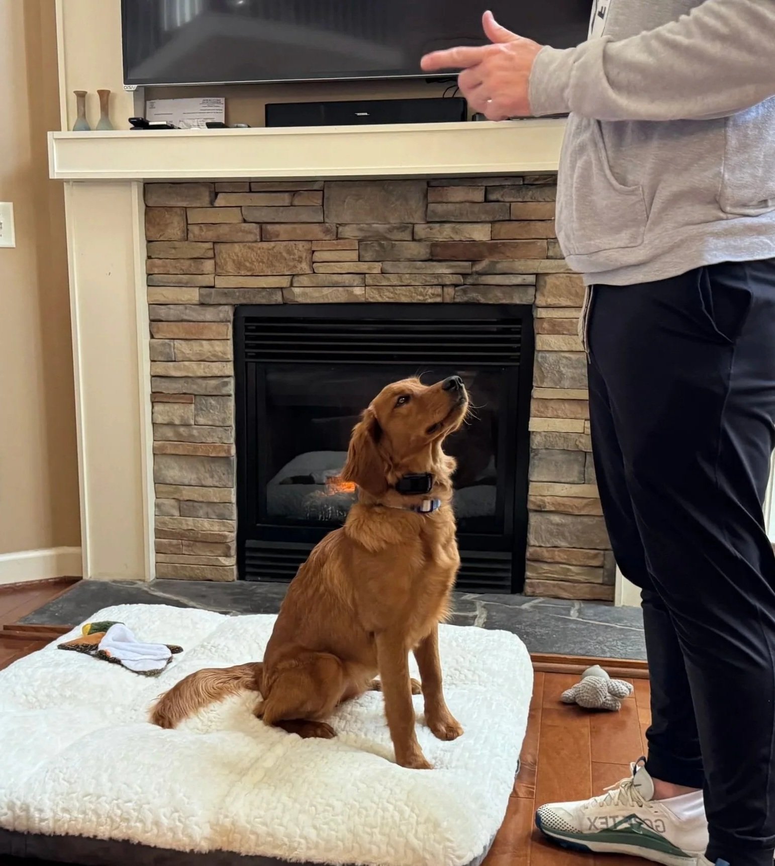 A golden retriever puppy sitting on a white fleece blanket in front of a fireplace, looking up at a person standing nearby. The person is wearing a gray hoodie and black pants, holding a remote or phone. There are some dog toys and a towel on the floor, with a flat-screen TV mounted above the fireplace.