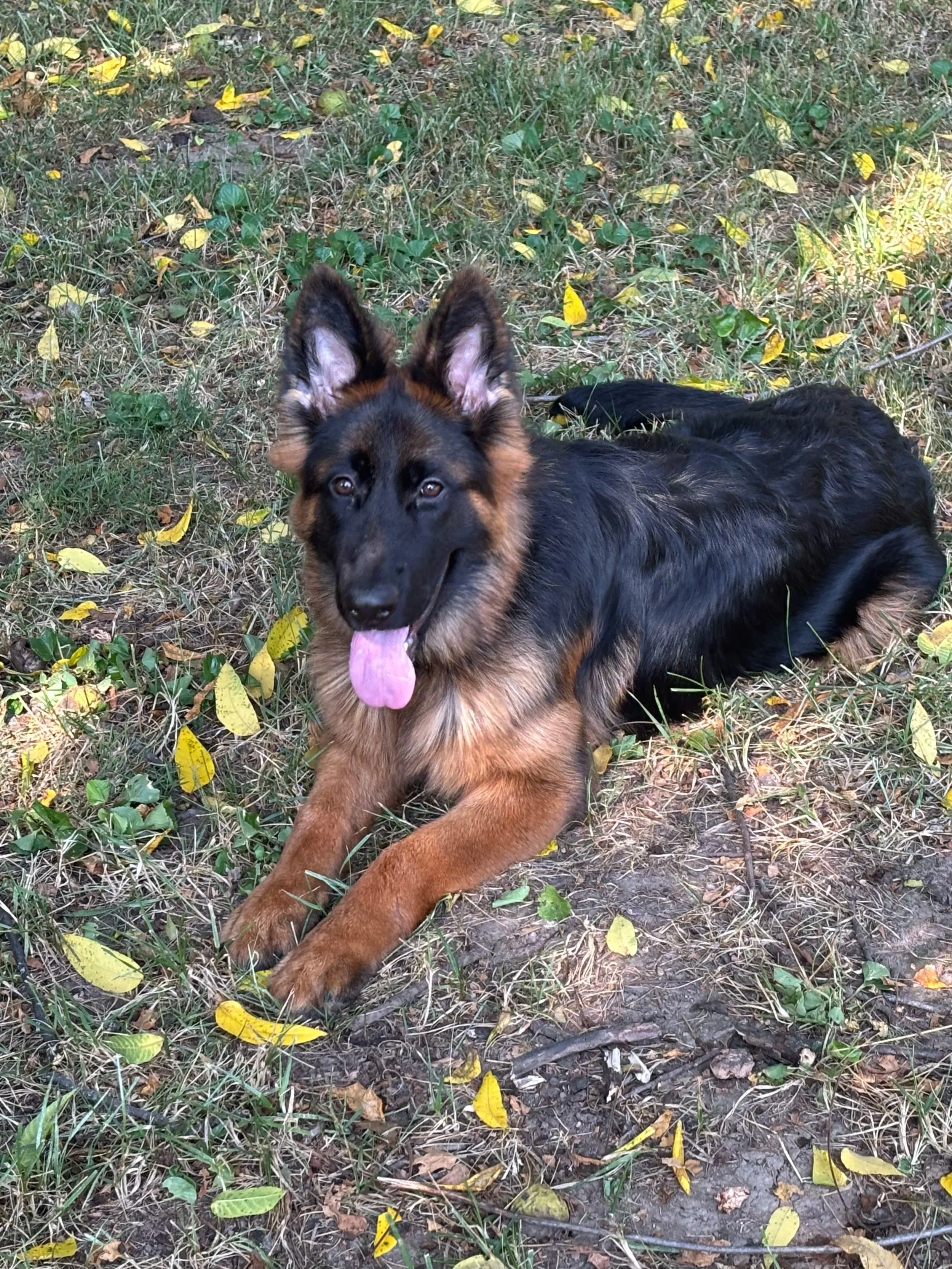 A young German Shepherd dog lying on the ground in a grassy and leafy outdoor area. The dog has a black and tan coat, with pointed ears and a pink tongue hanging out.
