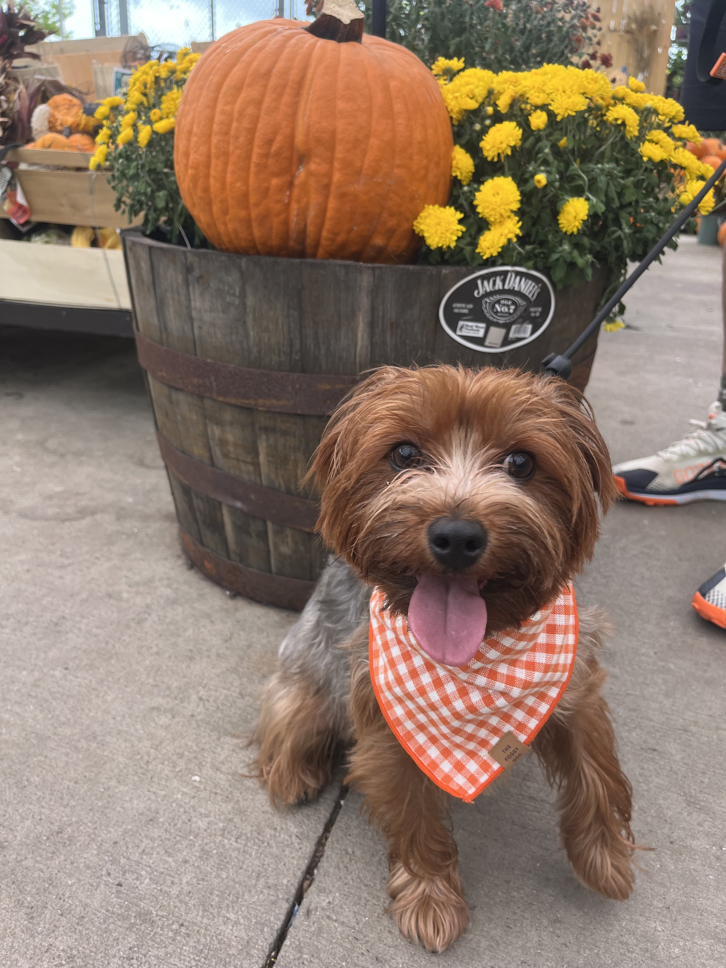 A brown puppy with long fur wearing an orange and white checkered bandana, sitting on a concrete floor in front of a large pumpkin and yellow flowers.