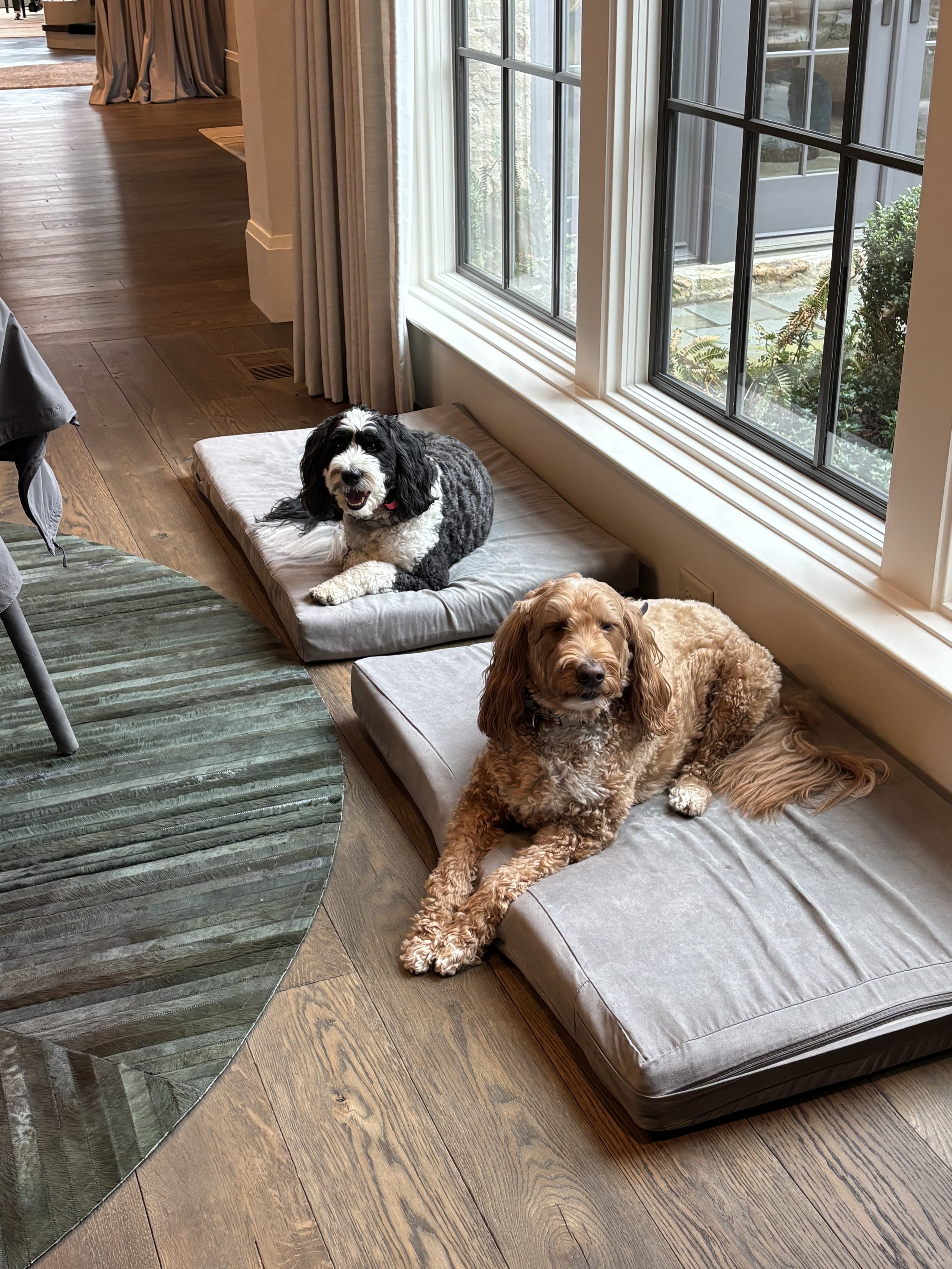 Two dogs lying on mattresses in front of a large window in a living room with wooden flooring and a round rug.