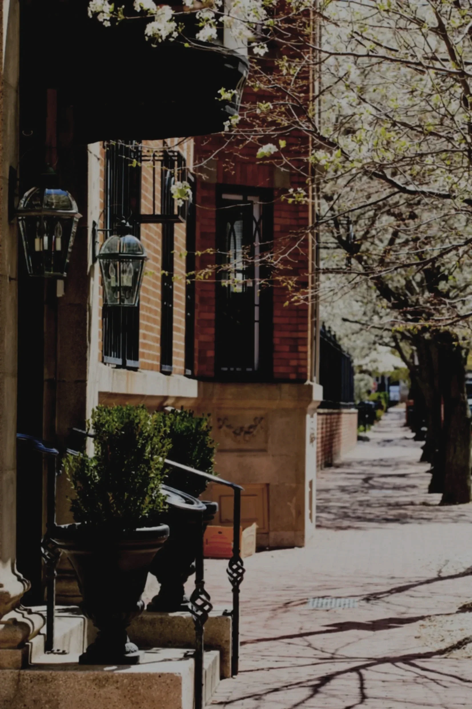 A sidewalk in front of brick houses with black iron fences and lamps, blossoming trees with white flowers, and parked cars.