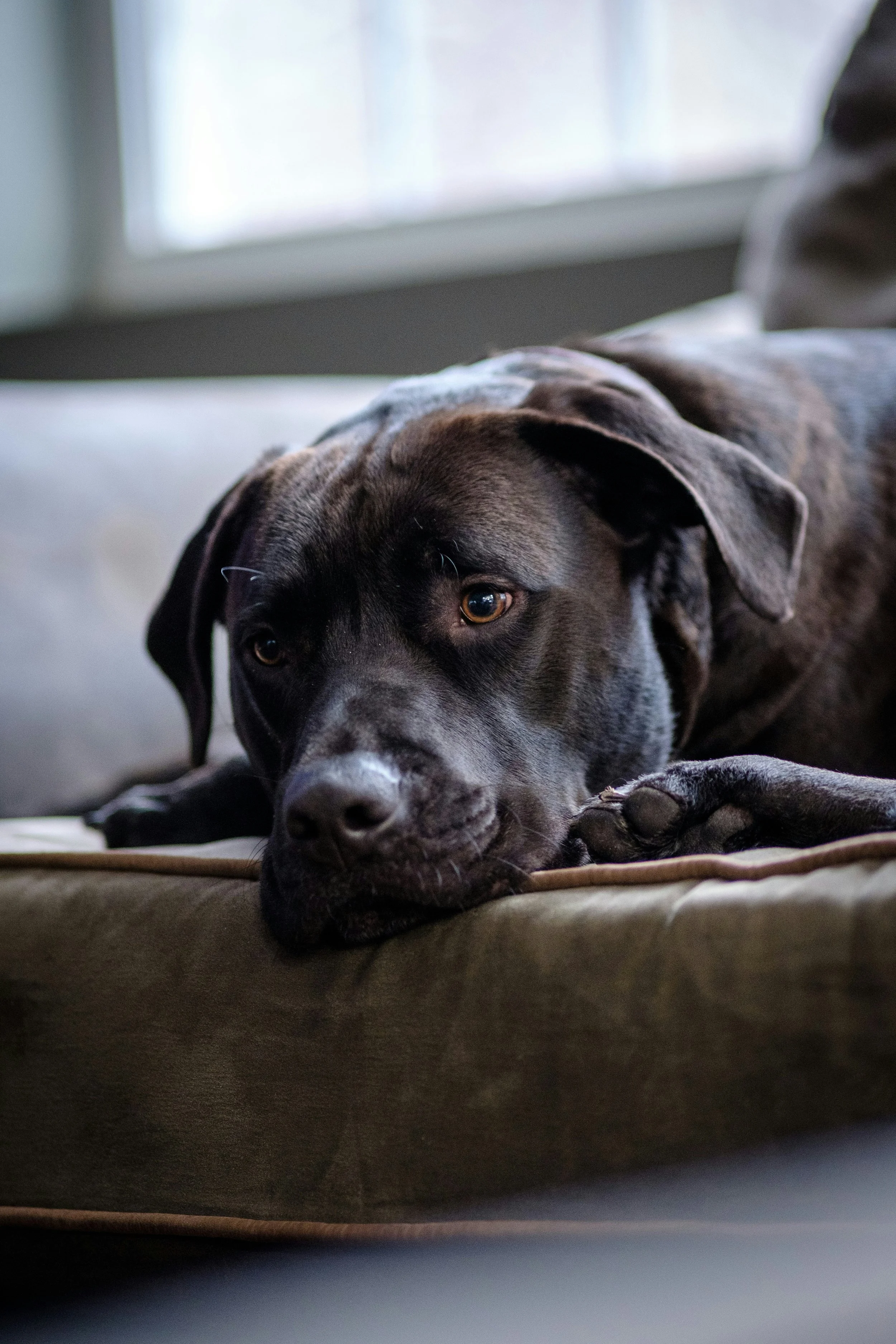 Anxious Rescue Pets: How Reiki and Energy Work Helps Them Feel Safe