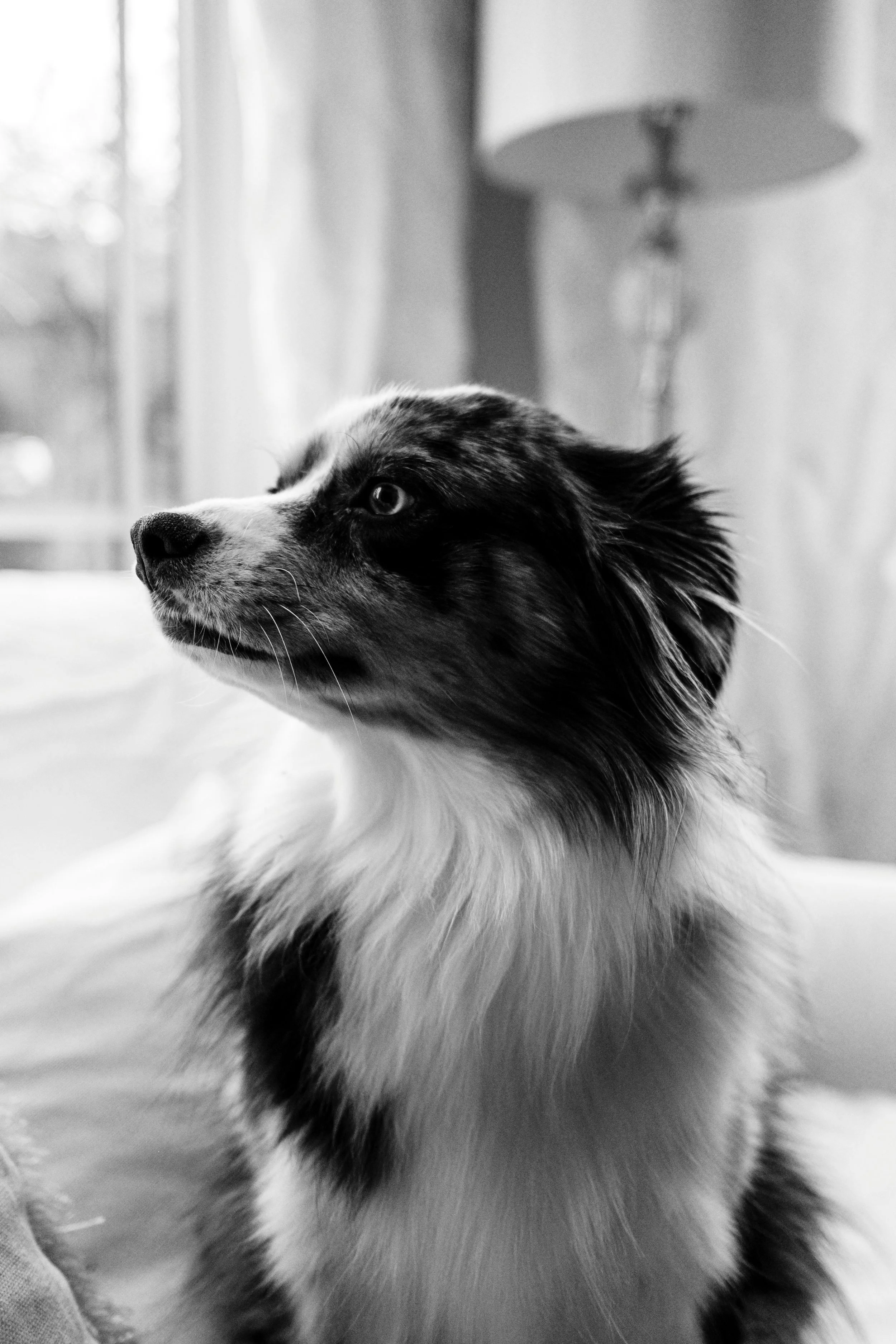 Solo Pet Reiki (30 Minutes)
