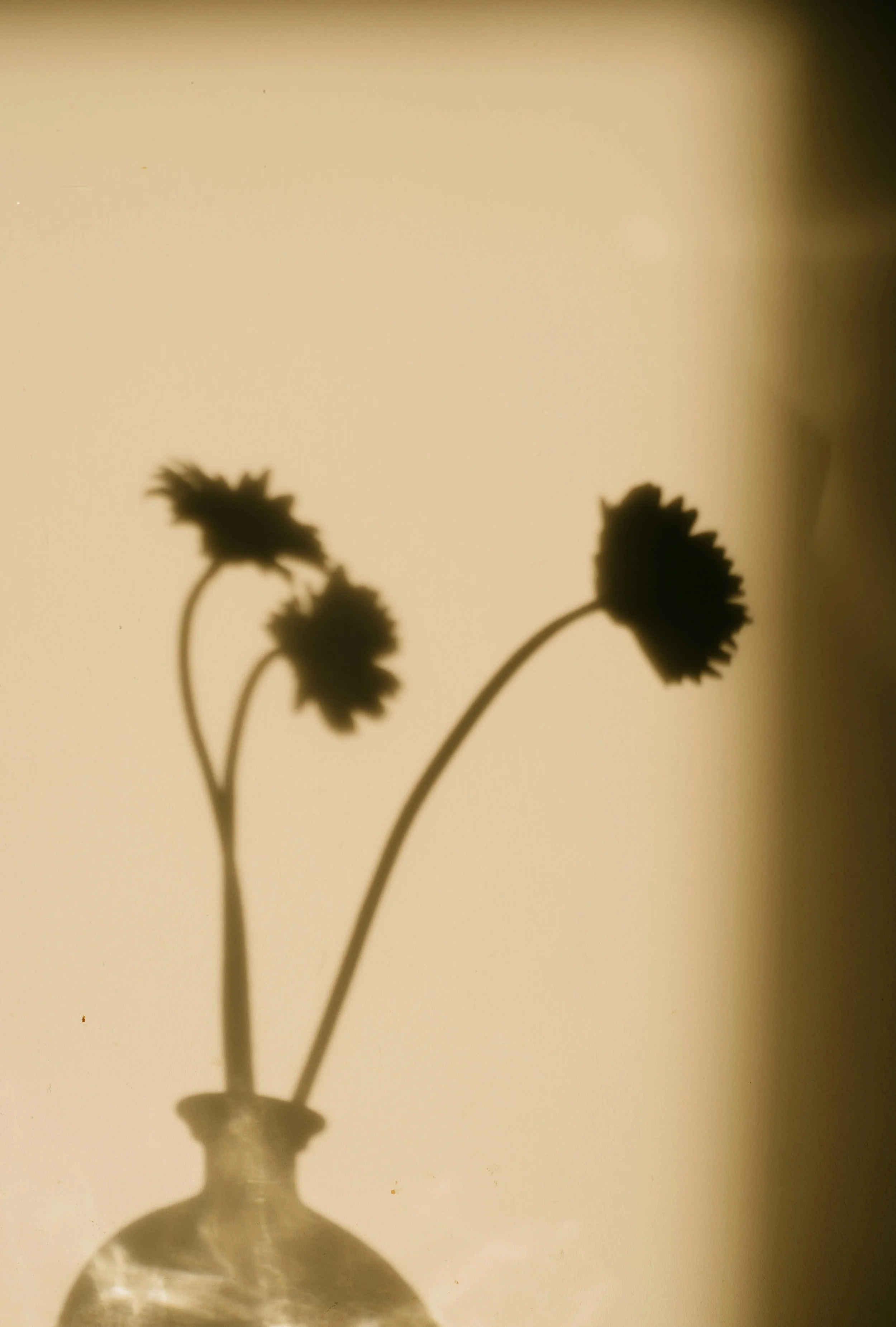 Silhouette of dried flowers in a glass bottle against a warm, blurred background.