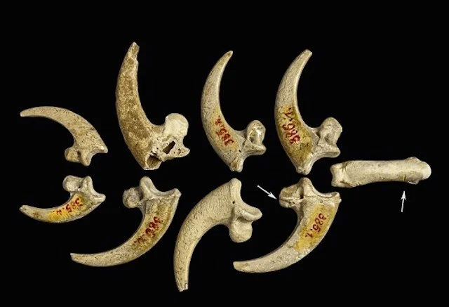 Oldest jewelry discovered in a Neanderthal site in Croatia. 