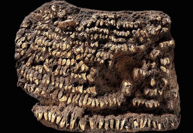 World's oldest purse found near Leipzig, Germany.