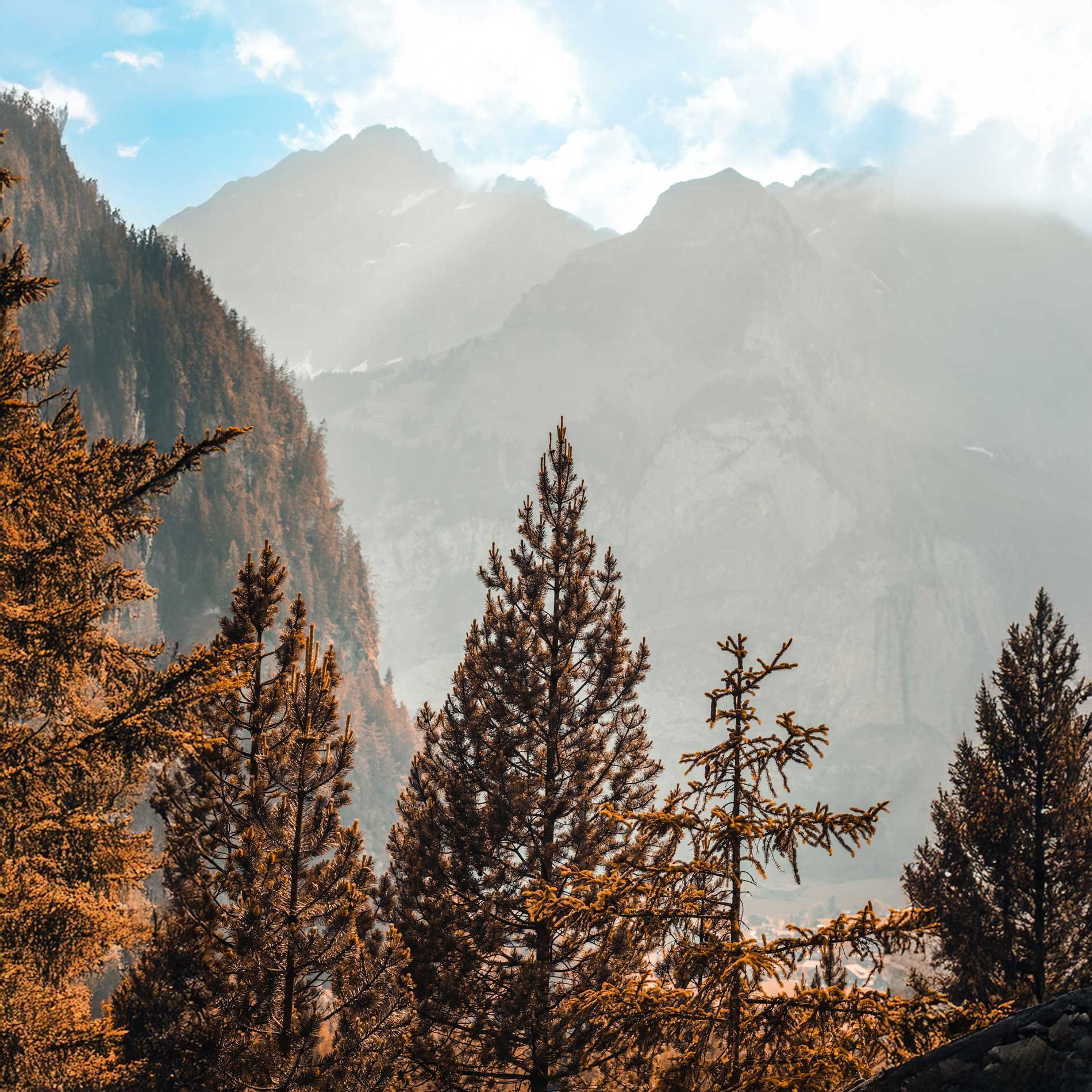 A mountain landscape with tall pine trees in the foreground, mist-covered mountains in the background, and a partly cloudy sky.