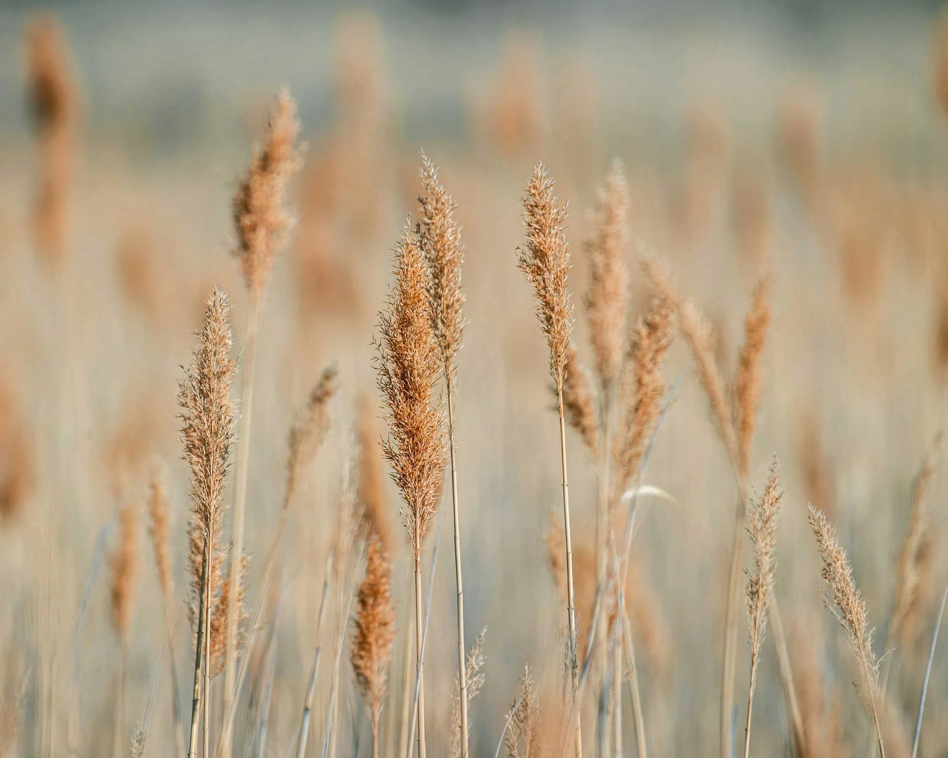 Close-up view of browned, feathery grass stalks in a field, with a blurred background in shades of blue, green, and tan.