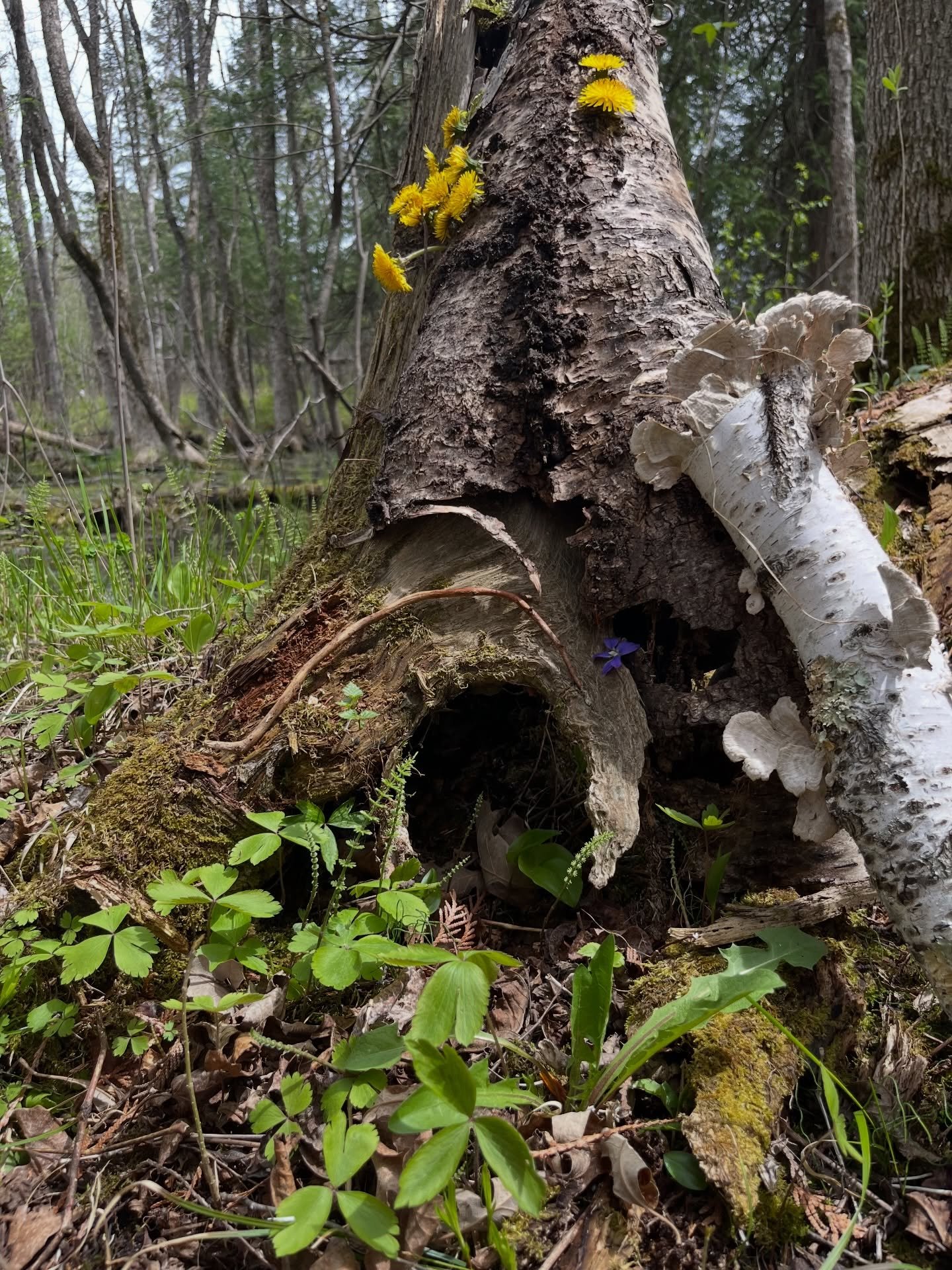 Making fairy houses
🌱✨🍄&zwj;🟫🧚🐸🧚&zwj;♀️💚🧚&zwj;♂️🌿🪺