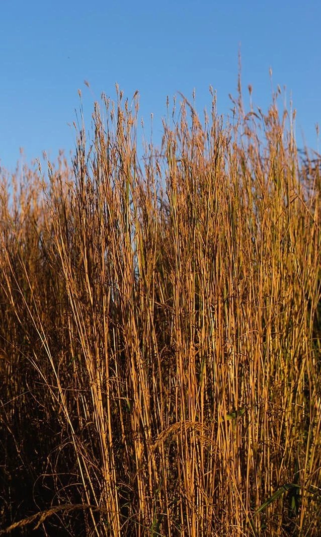 Field of tall, dry, golden-brown grasses against a clear blue sky.