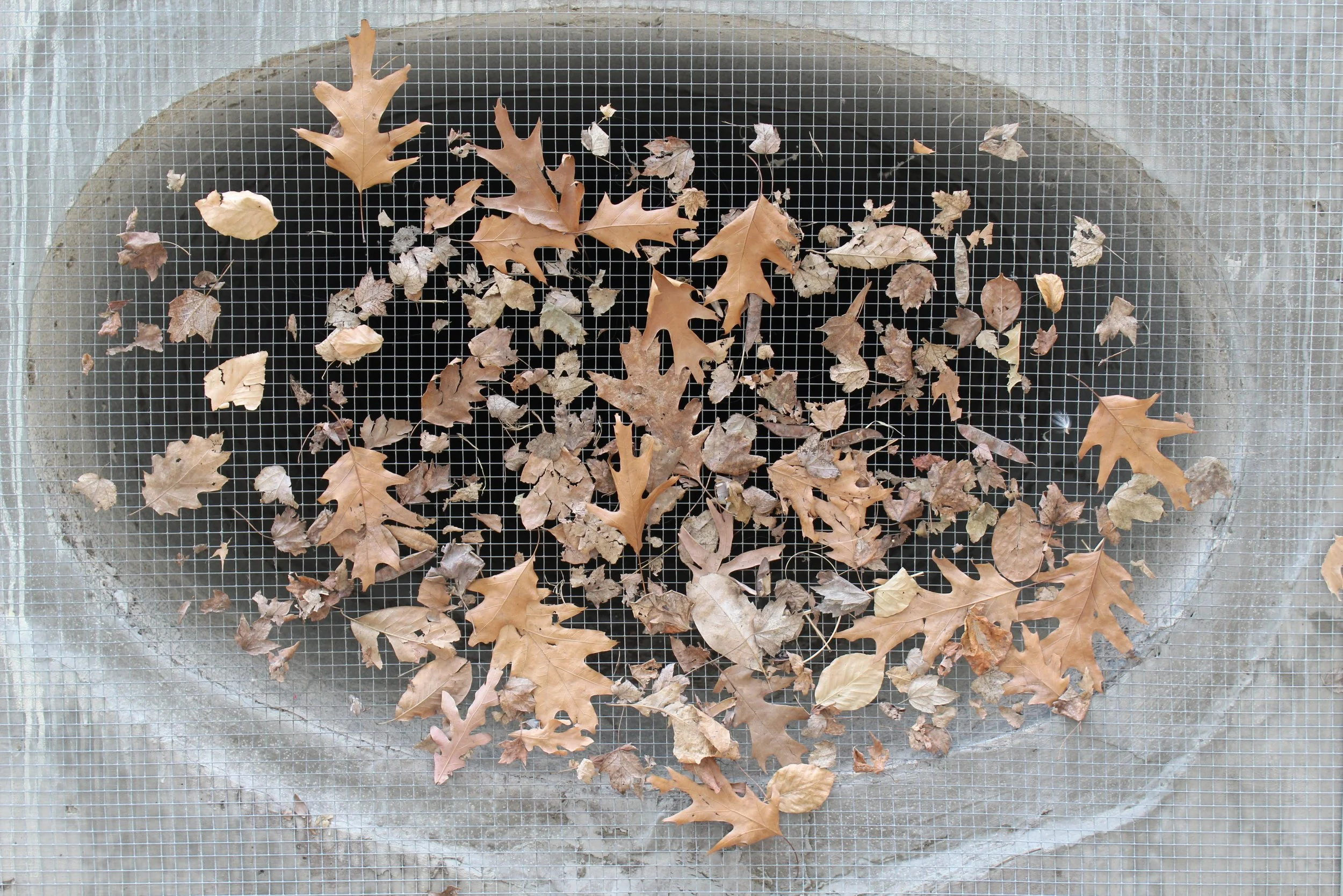 A pile of leaves on Jan. 23, at the entry of the University of Missouri's International Programs Office in Columbia, Mo. This photo is apart of my photo essay entitled "Discarded" which explores the things people and nature leave behind. 