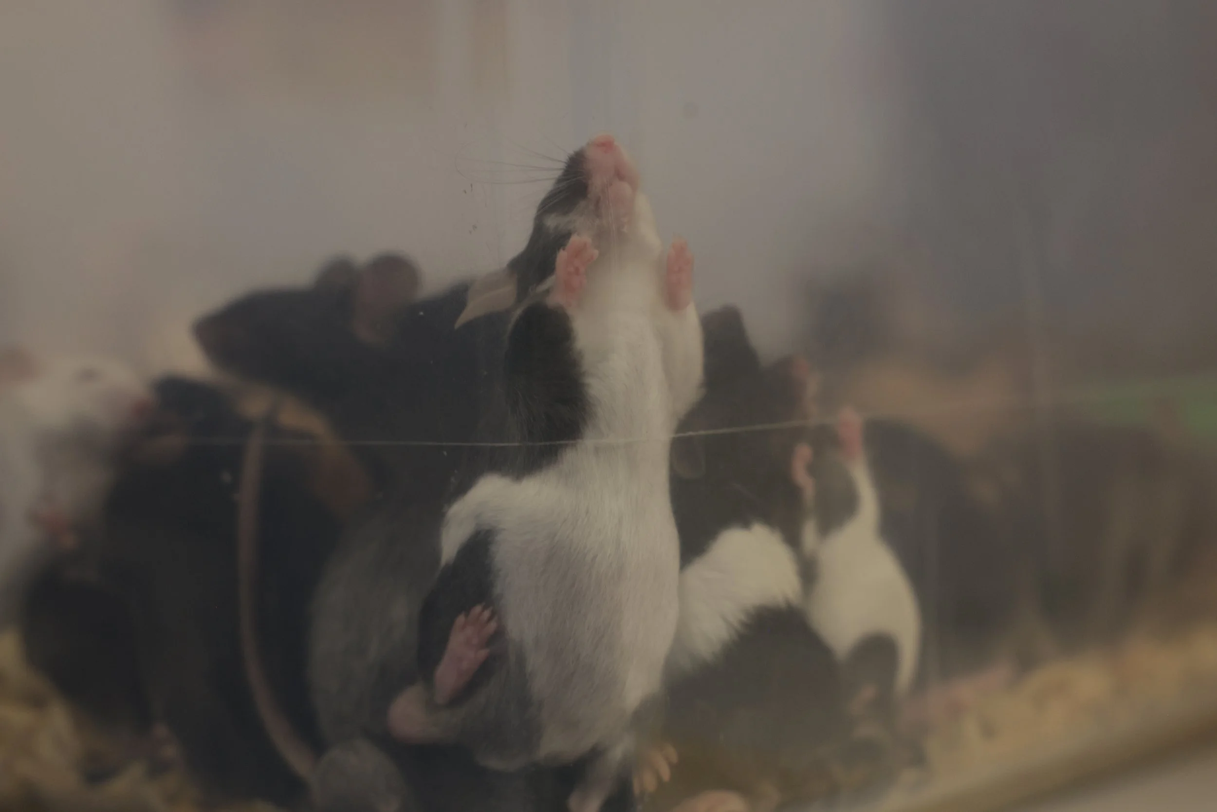 A mouse for sale presses against the inside of a plastic box at the Show Me Reptiles Show on Sunday, Feb. 15, 2026, in Bridgeton, Mo. Mice are commonly fed to domesticated snakes, bearded dragons and leopard geckos. 