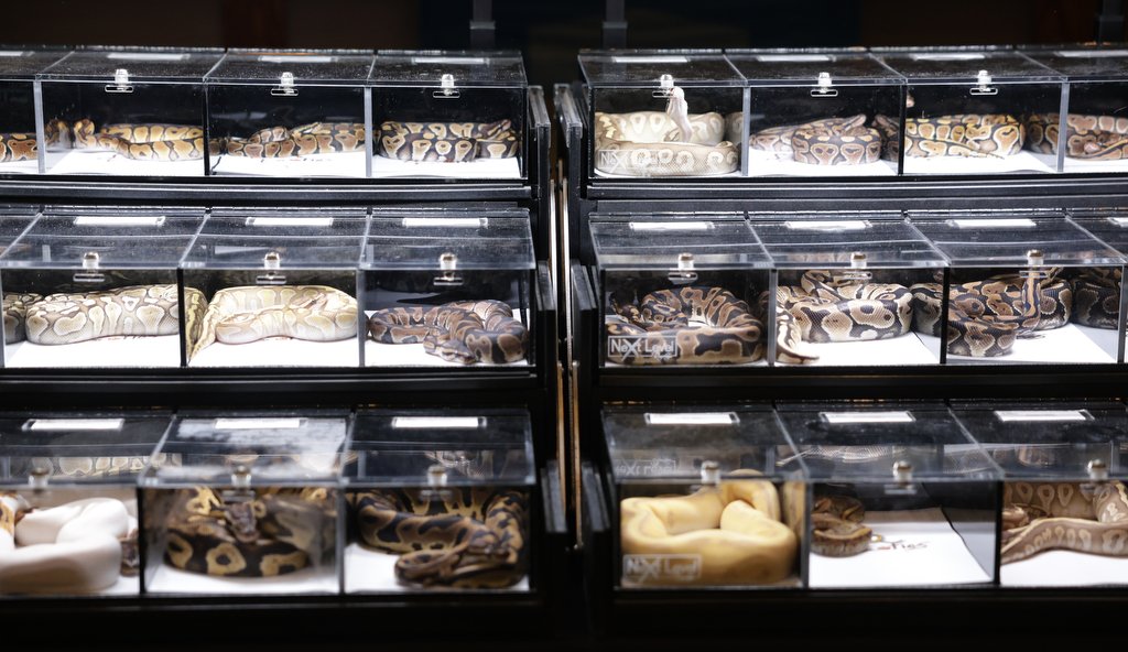 A large display case of snakes at the Show Me Reptiles Show on Sunday, Feb. 15, 2026, in Bridgeton, Mo. According to the American Veterinary Medical Association, an estimated 5.7 million U.S. households owned a least one reptile in 2022. 