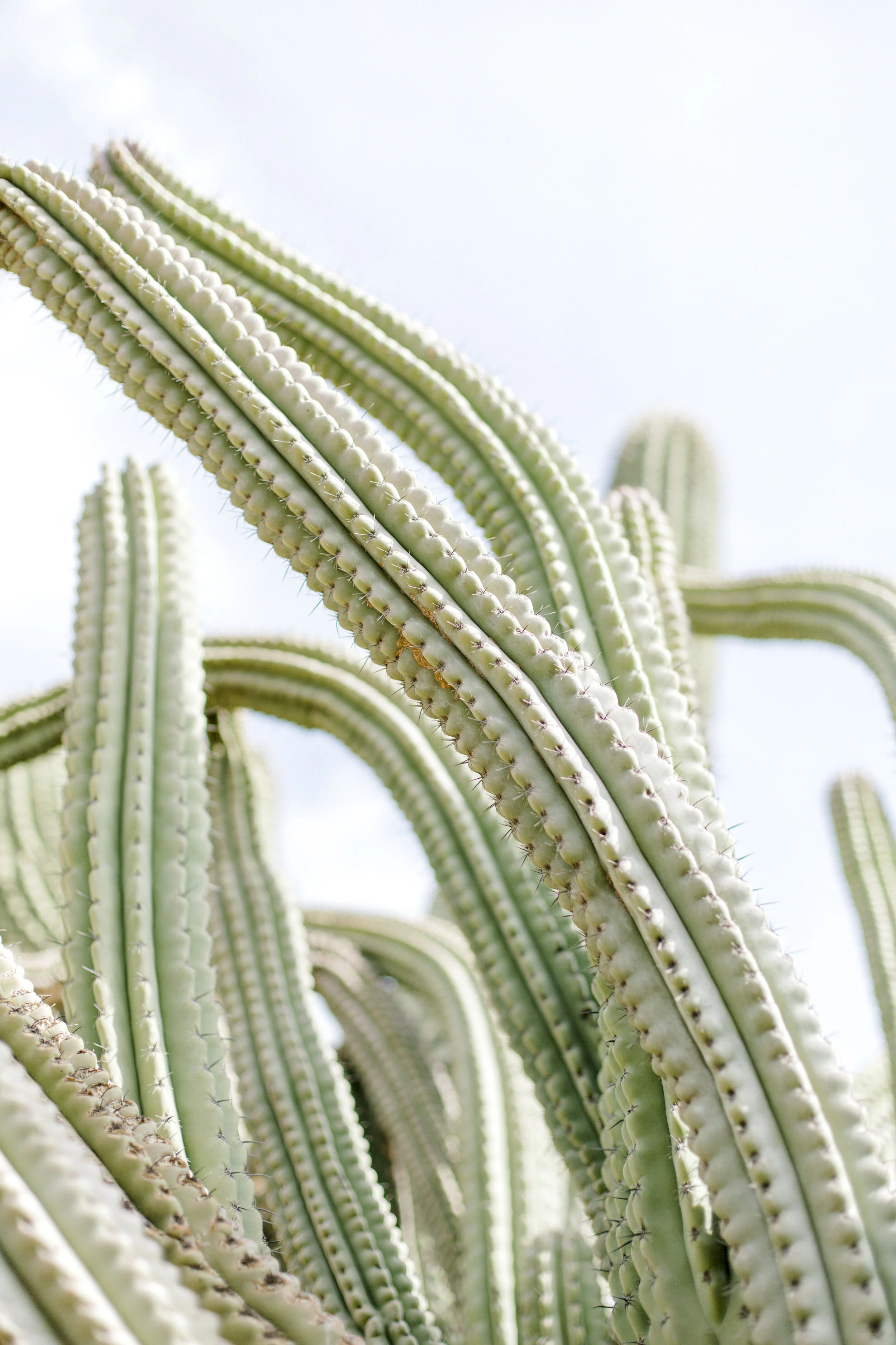 Jessica Sgubin Photography-1-10.jpg